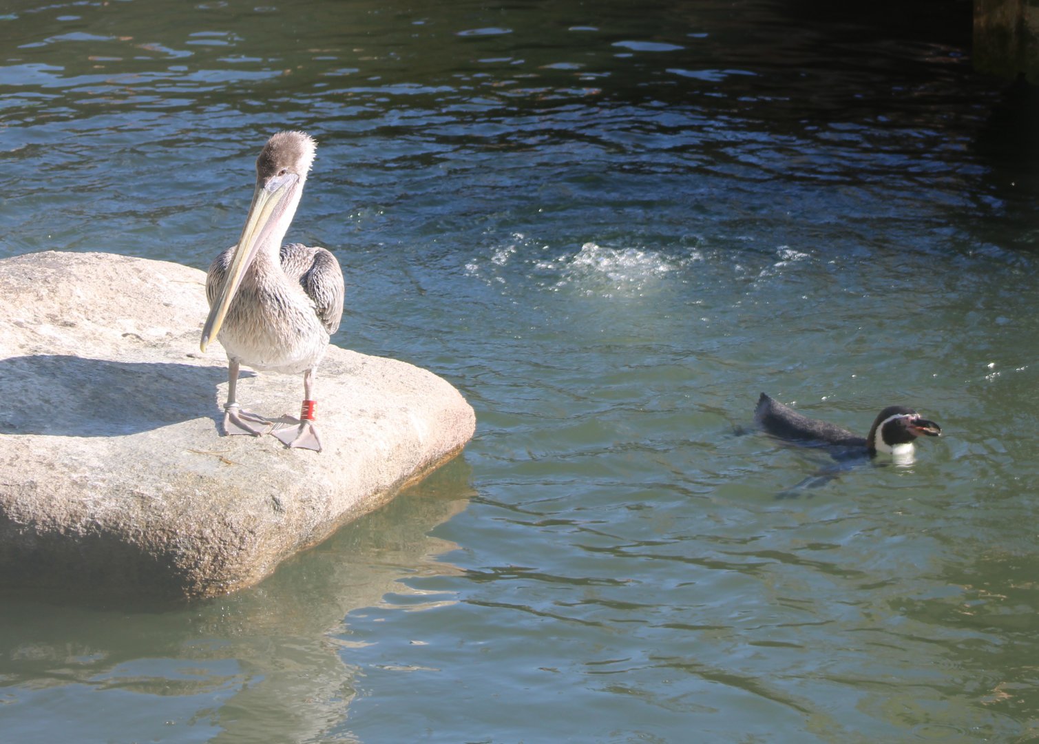 Eastern brown pelican and Humboldt penguin