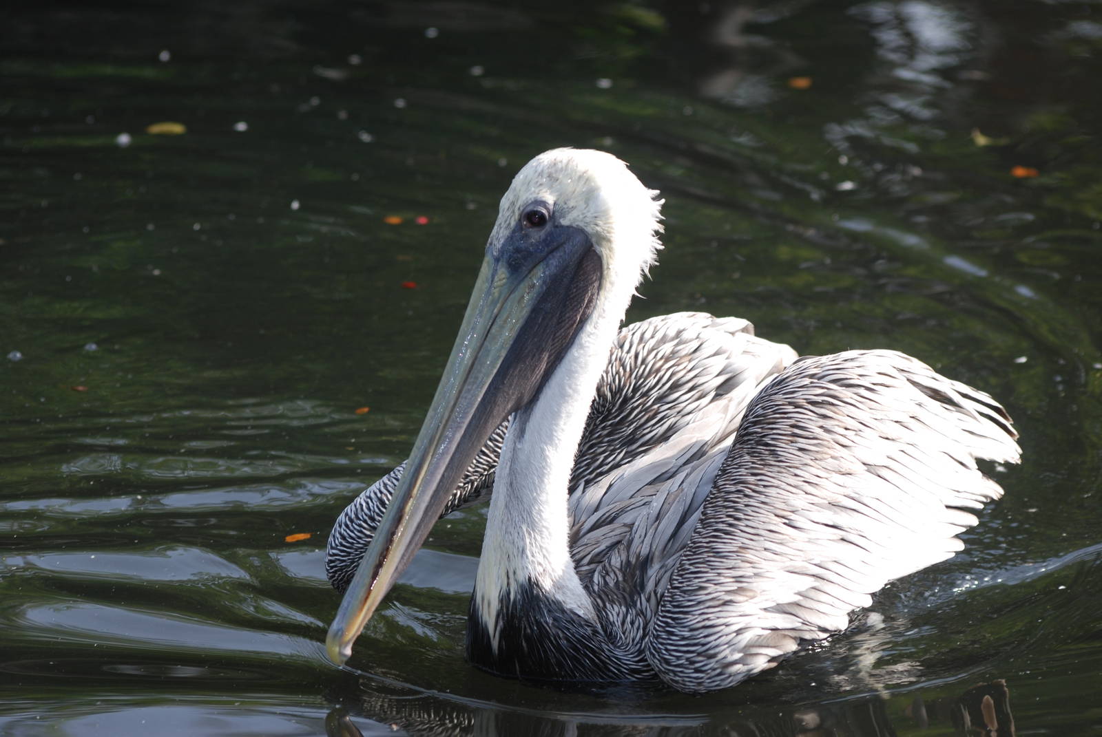 Eastern Brown Pelican at Halle, 04/09/11