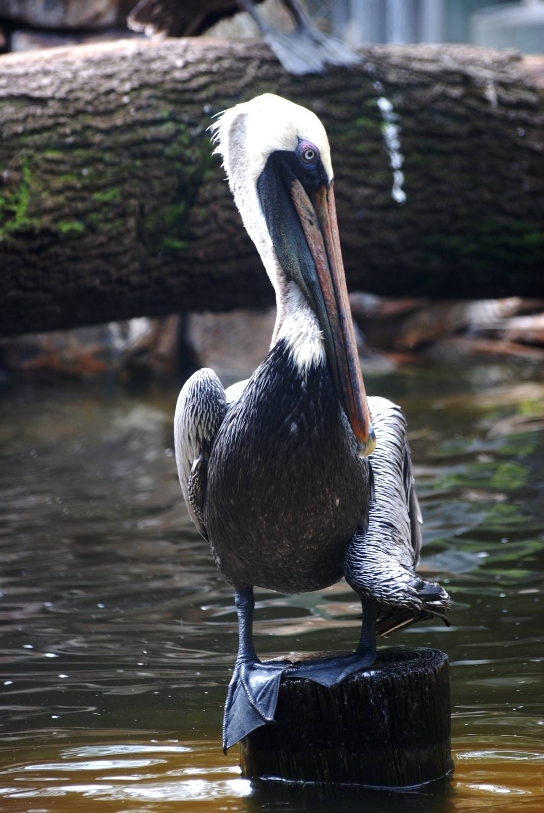 Eastern Brown Pelican at Peace River Wildlife Centre, 09/10/13