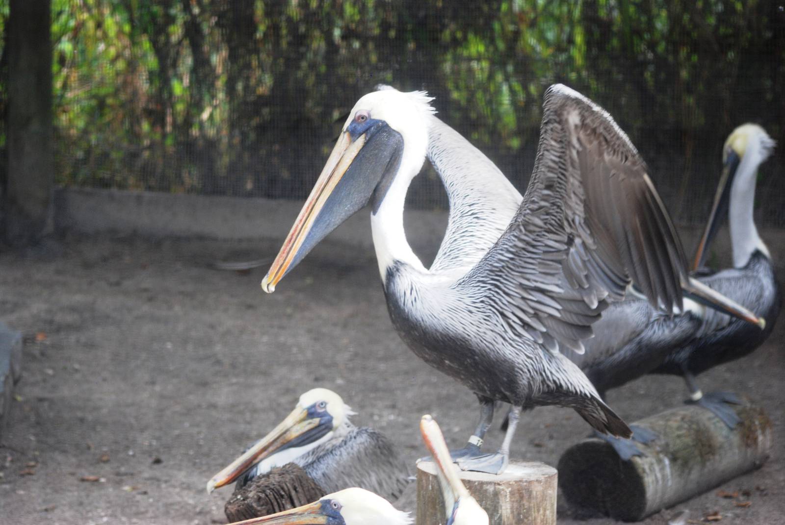 Eastern Brown Pelican at Save our Seabirds, 07/10/13