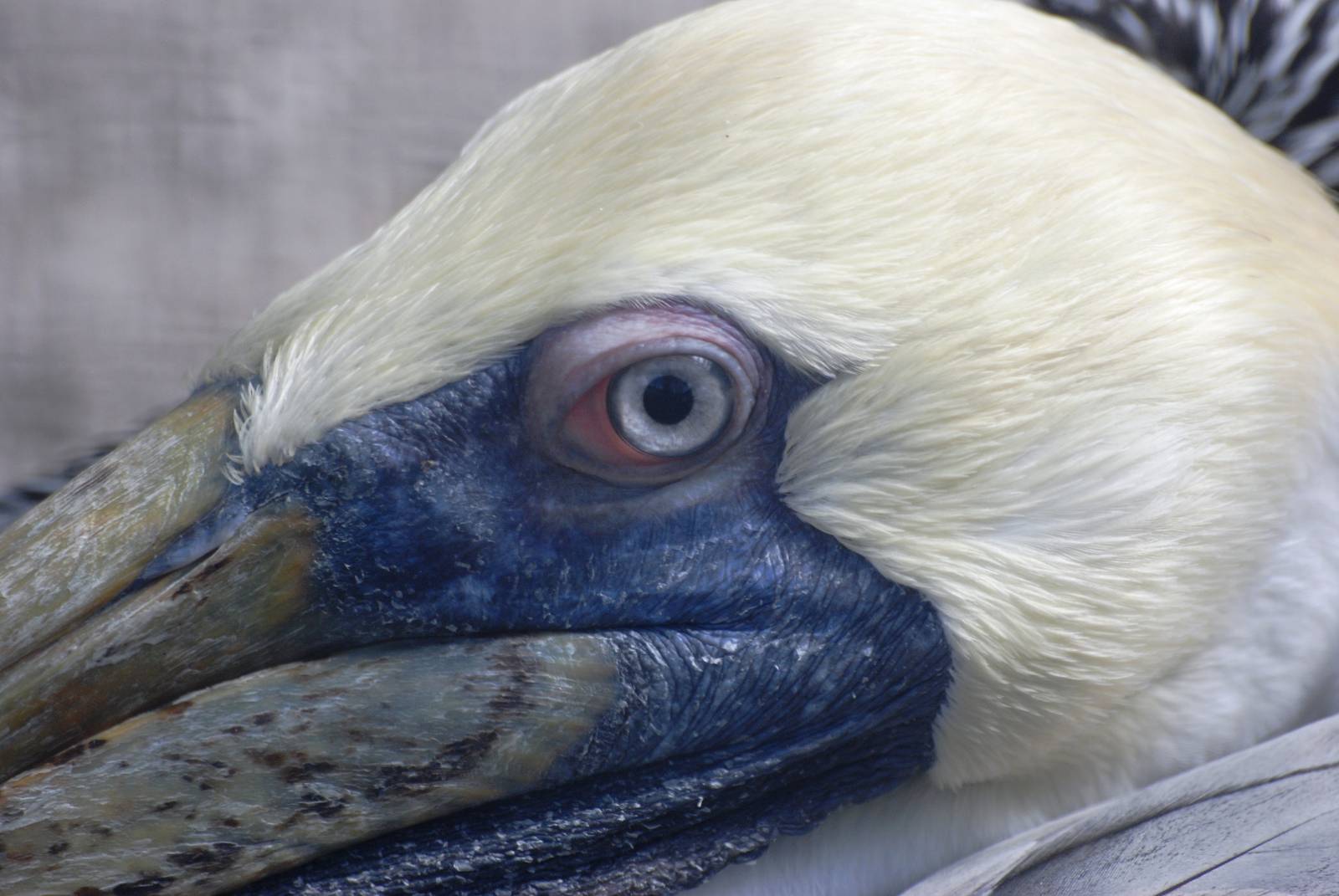 Eastern Brown Pelican at Save our Seabirds, 07/10/13