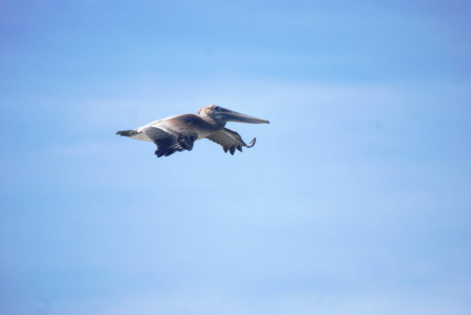 Eastern Brown Pelican, Cayo Costa, October 2013