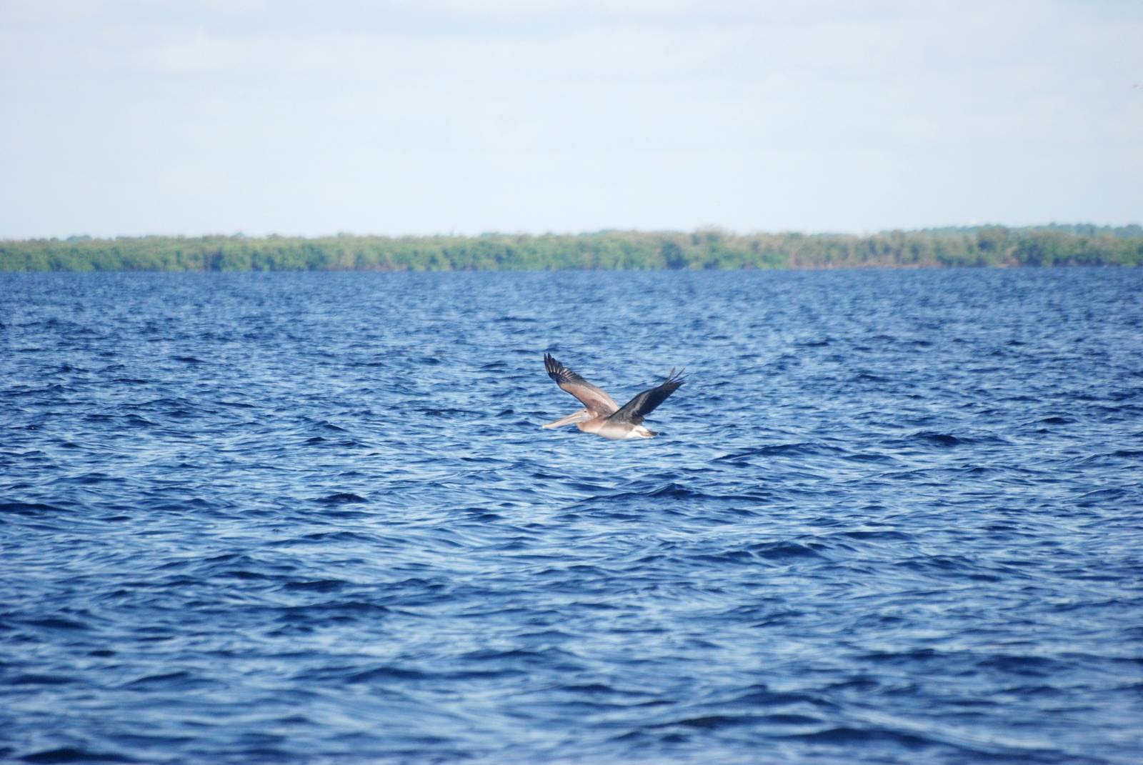 Eastern Brown Pelican, Charlotte Harbour, October 2013