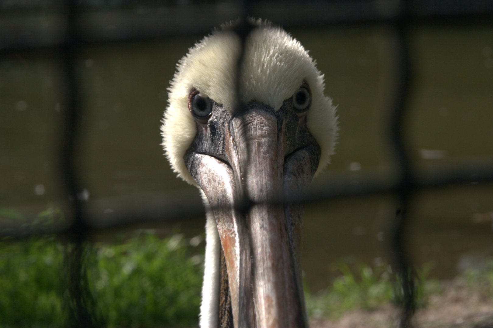 Eastern Brown Pelican (Pelecanus occidentalis carolinensis), 17-09-25