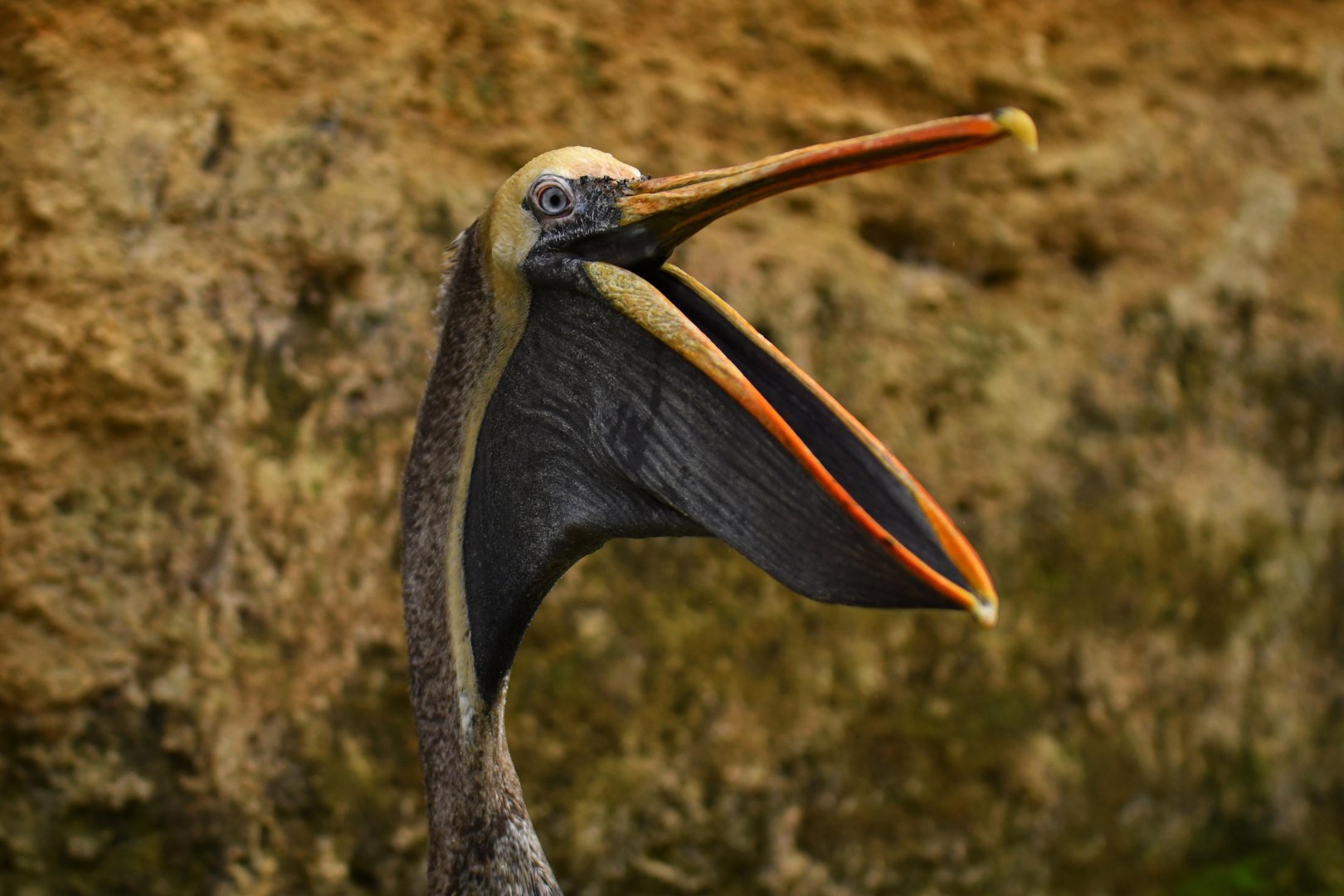 Eastern brown pelican Pelecanus occidentalis carolinensis