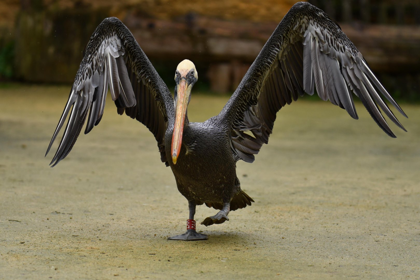 Eastern brown pelican Pelecanus occidentalis carolinensis