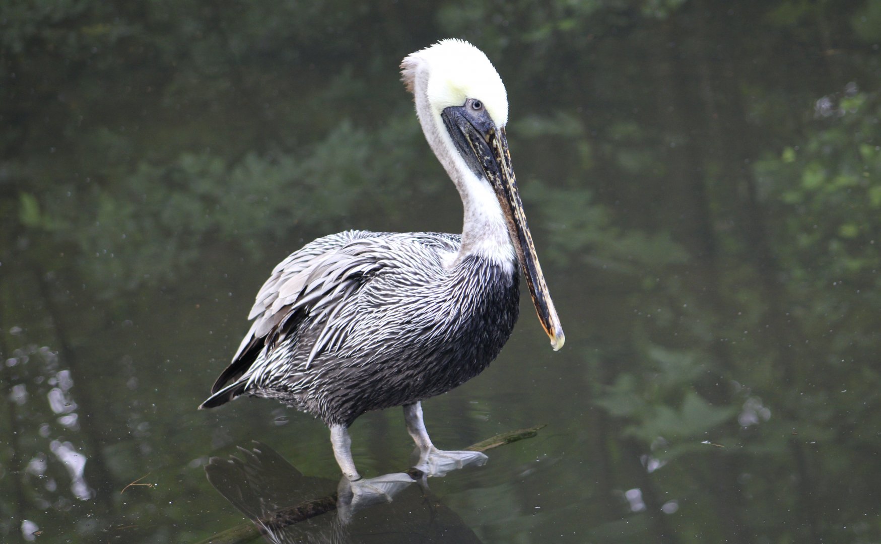 Eastern Brown Pelican (Pelecanus occidentalis carolinensis)