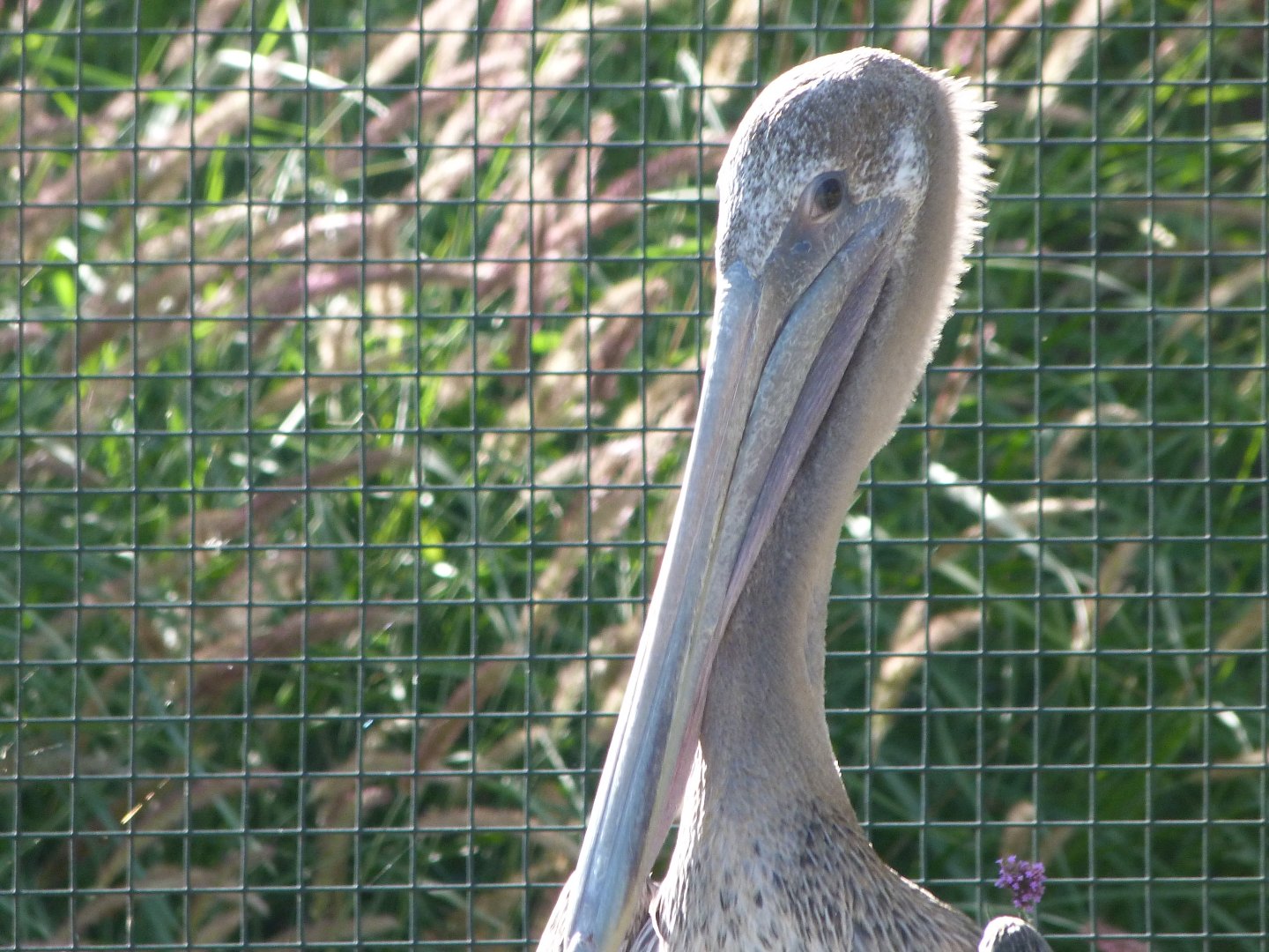 Eastern brown pelican -Zoo Plzeň (2025)