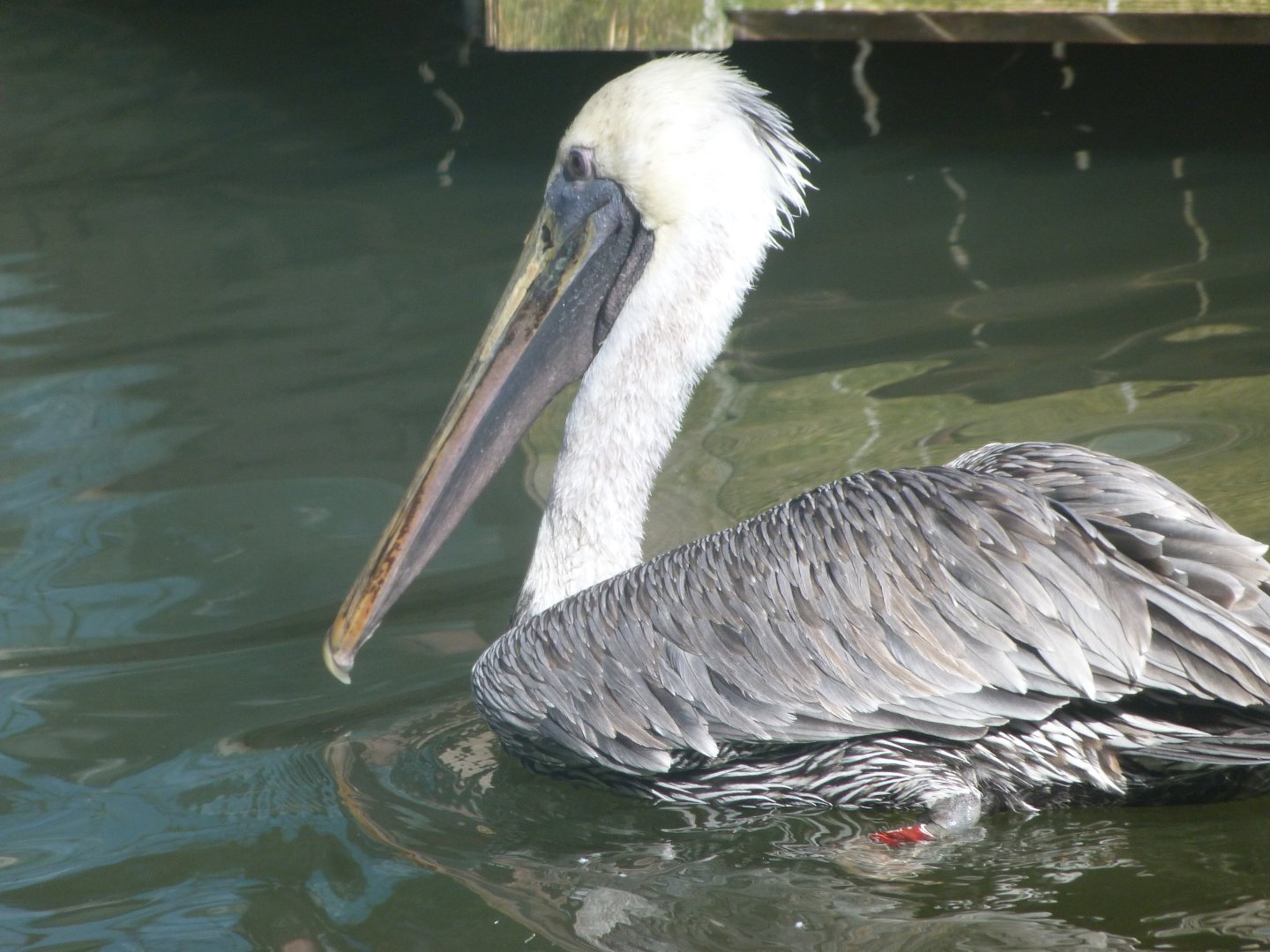Eastern brown pelican -Zoo Plzeň (2025)