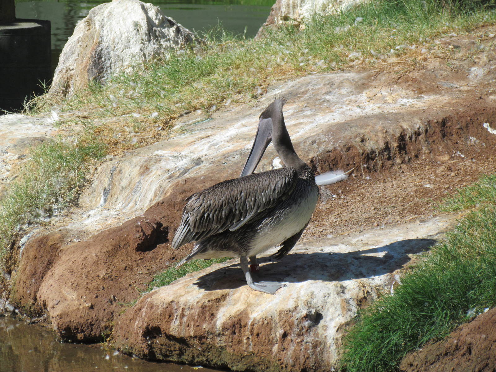 Eastern Brown Pelican