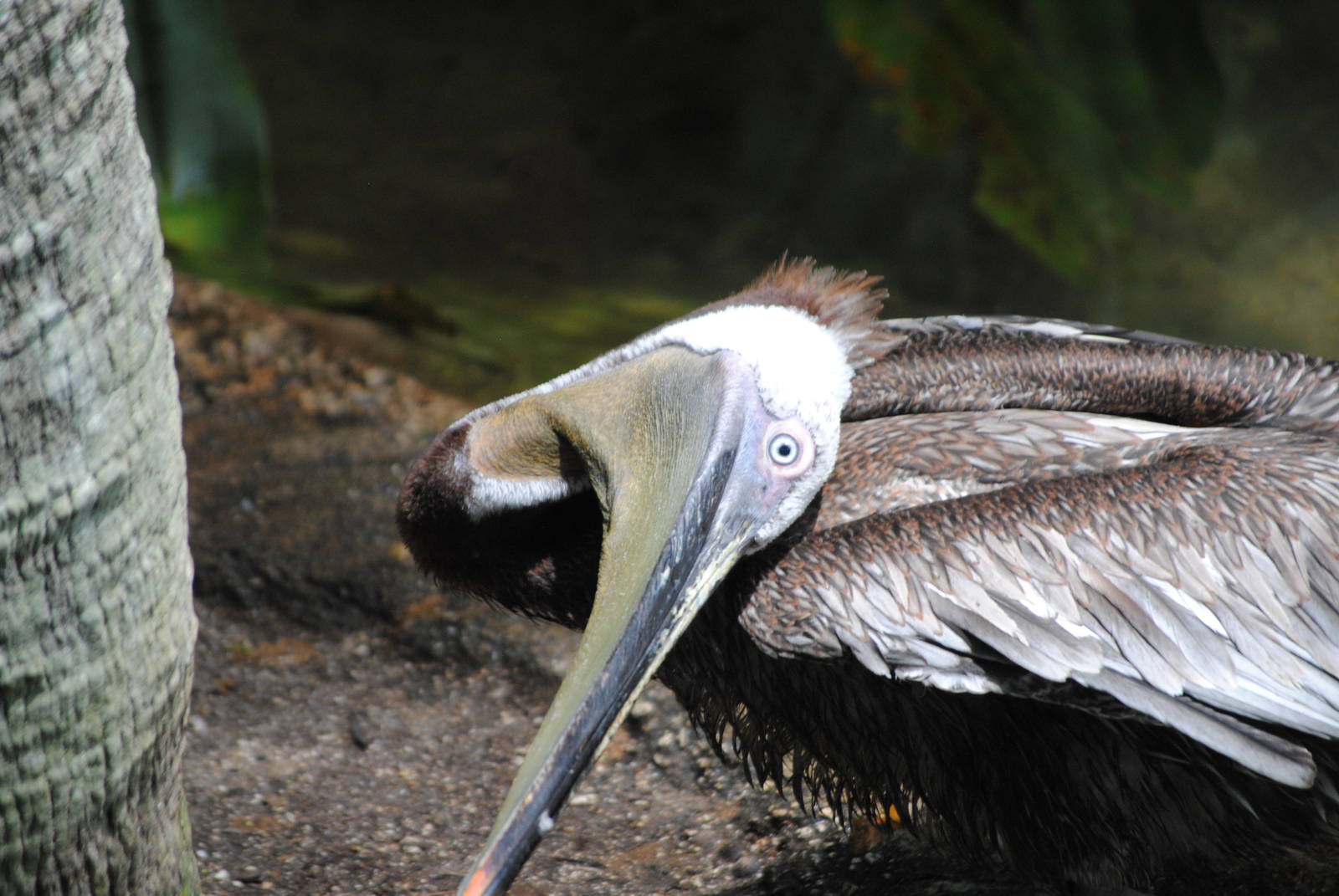 Eastern Brown Pelican