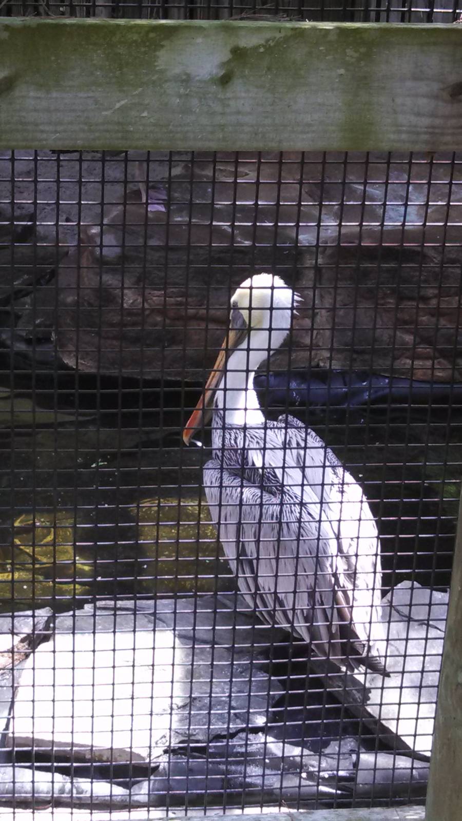 Eastern Brown Pelican