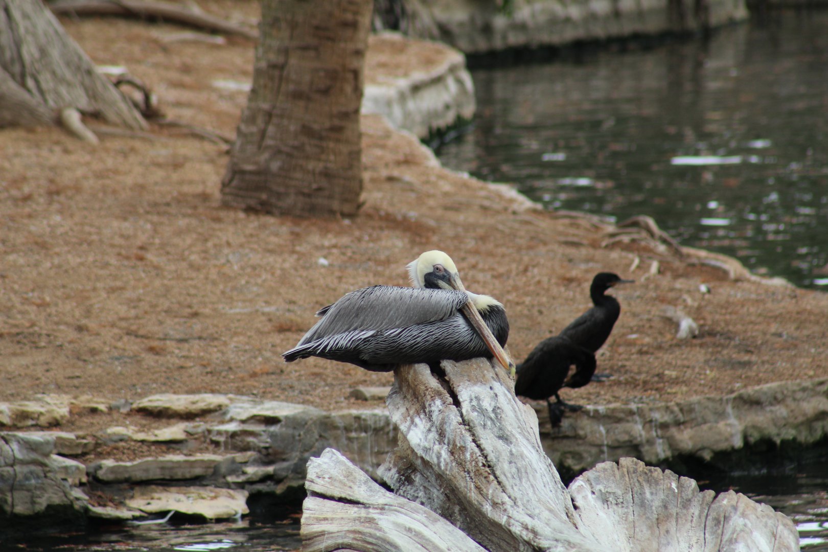 Eastern Brown Pelican