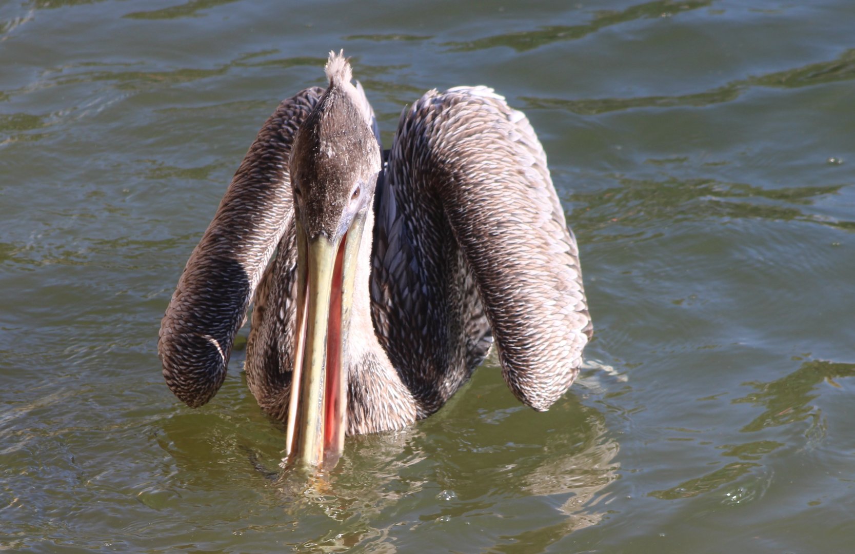 Eastern brown pelican