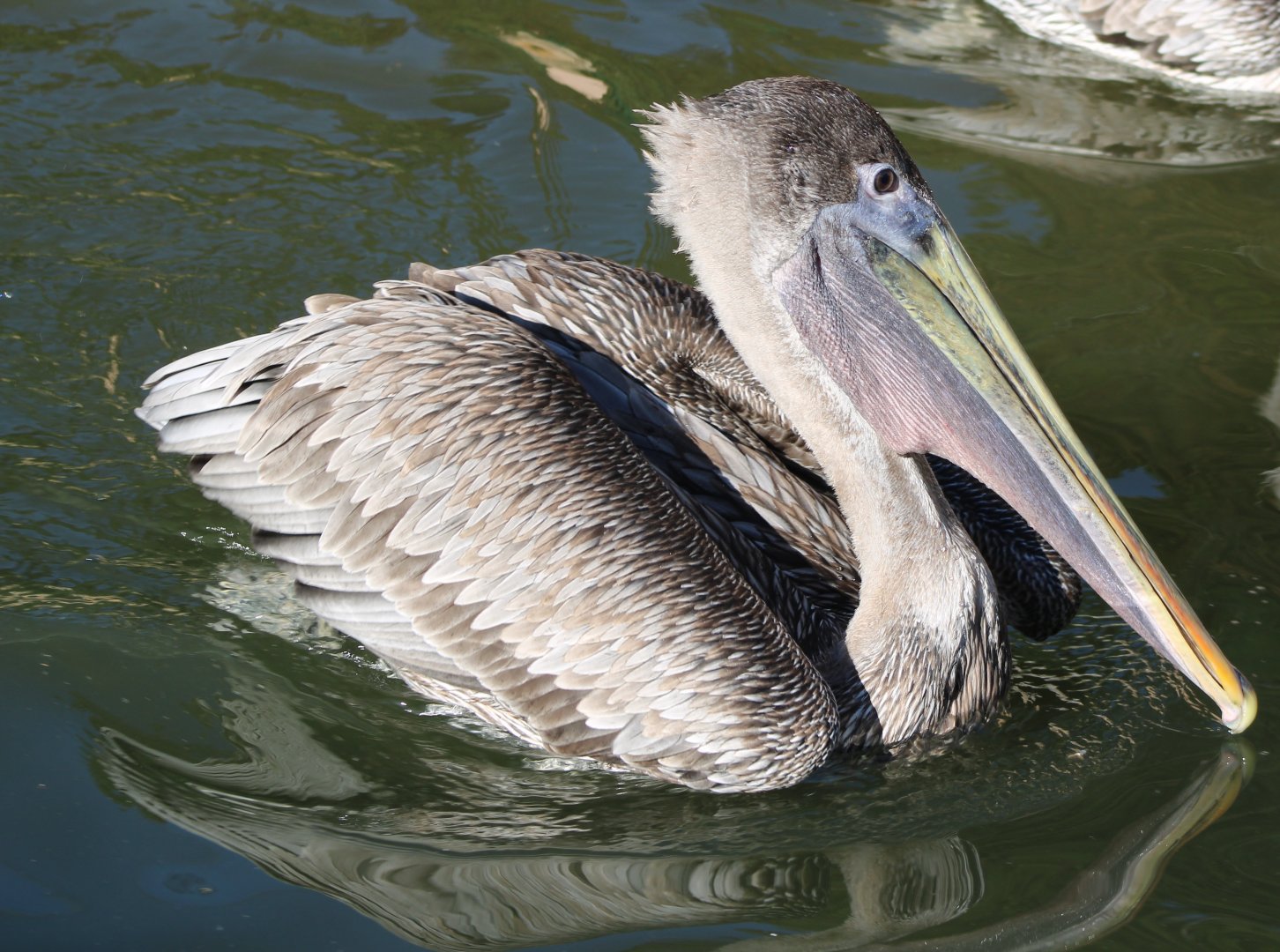 Eastern brown pelican