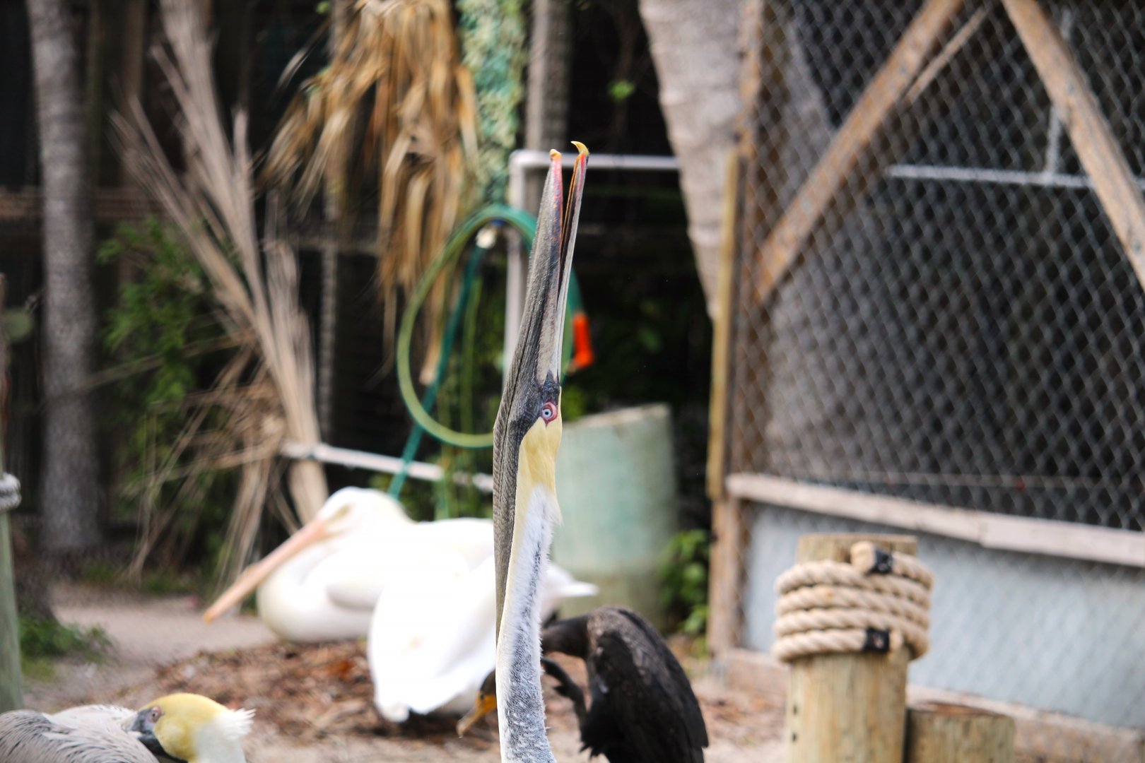 Eastern Brown Pelican