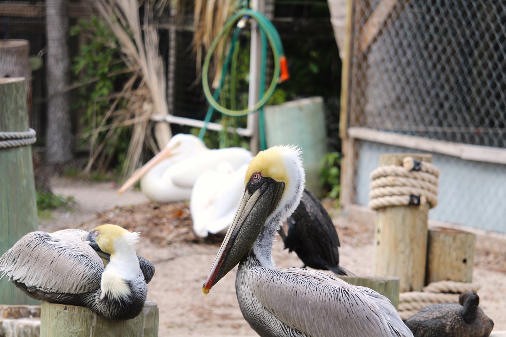 Eastern Brown Pelican