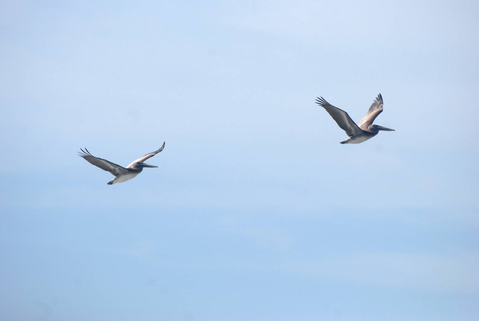 Eastern Brown Pelicans, Cayo Costa, October 2013