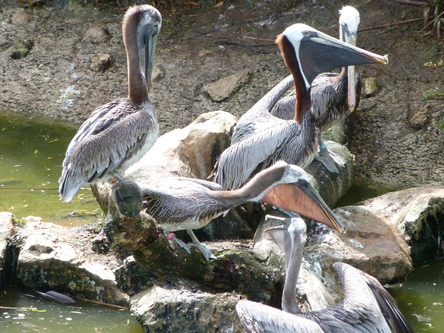 Eastern brown pelicans -ZooParc de Beauval (2025)