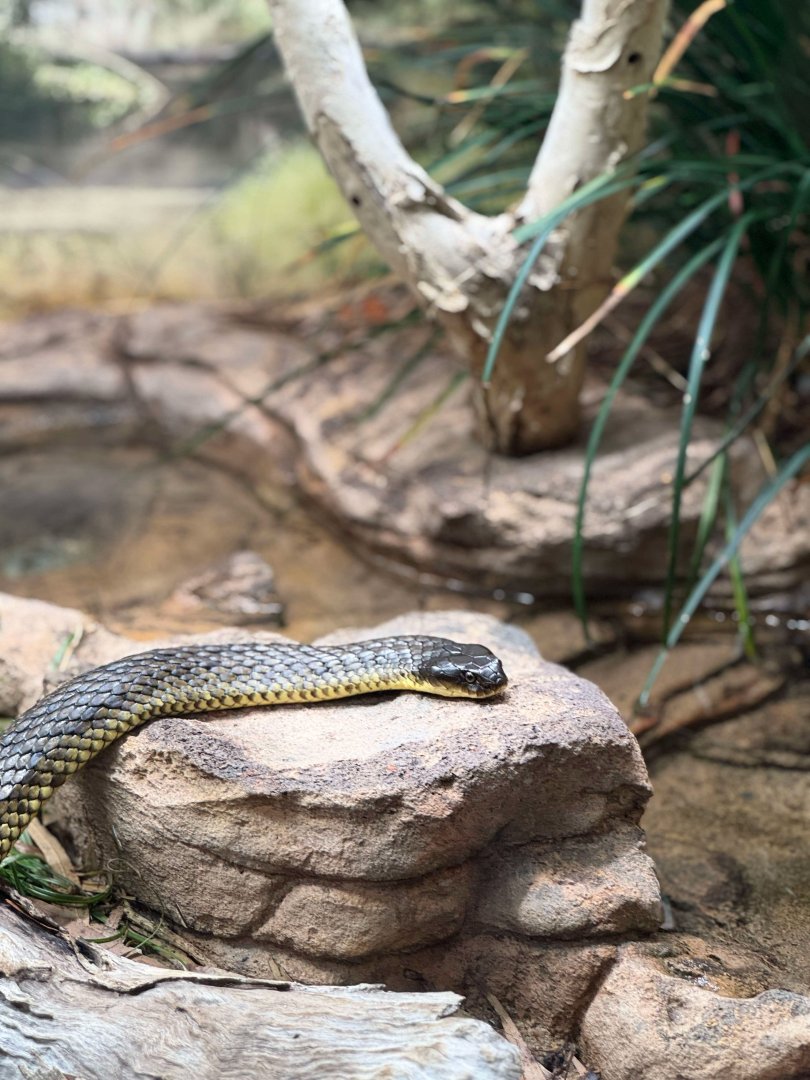 Eastern Brown Sanke?