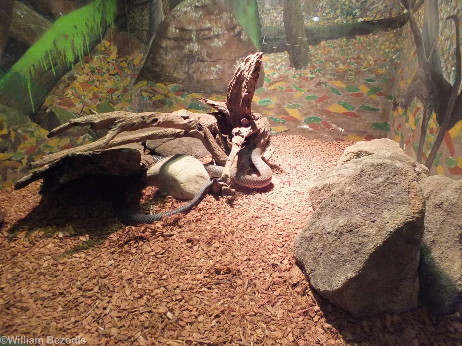 Eastern Brown Snake Enclosure