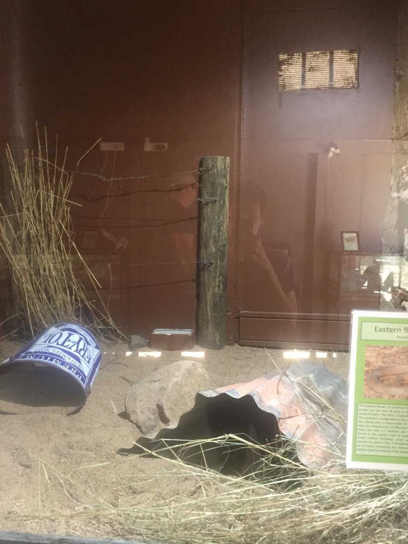 Eastern Brown snake enclosure
