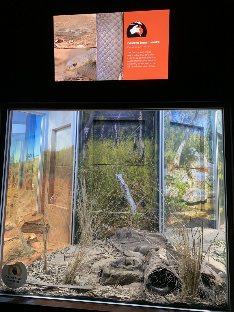 Eastern Brown Snake Enclosure