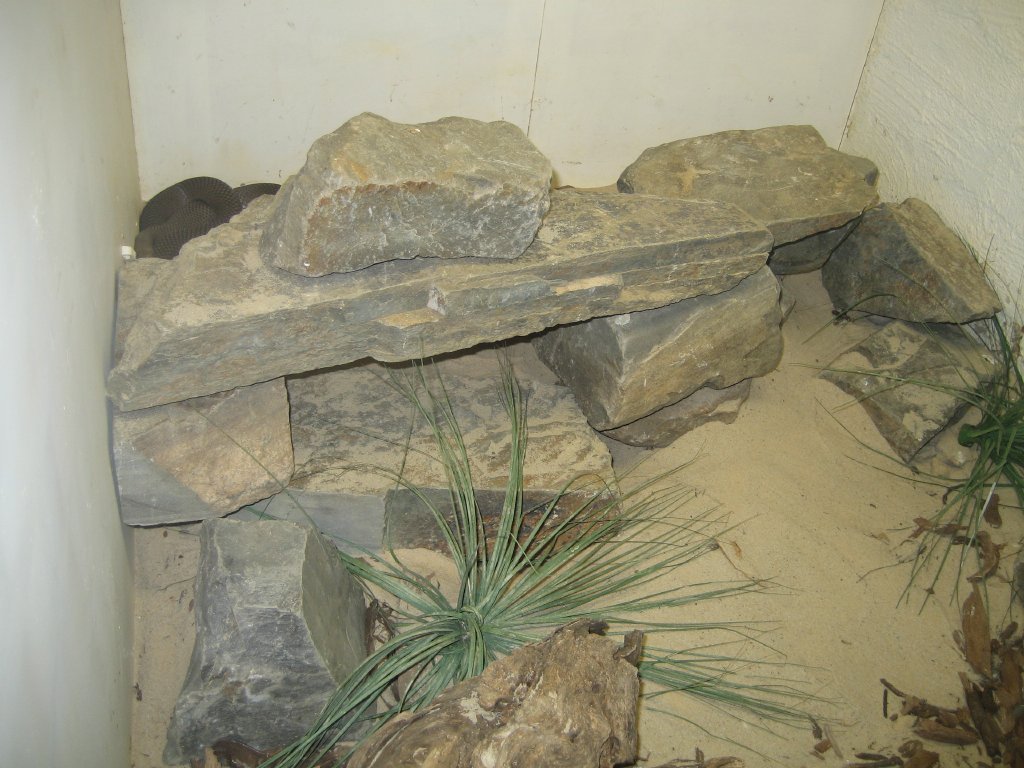 Eastern Brown Snake enclosure