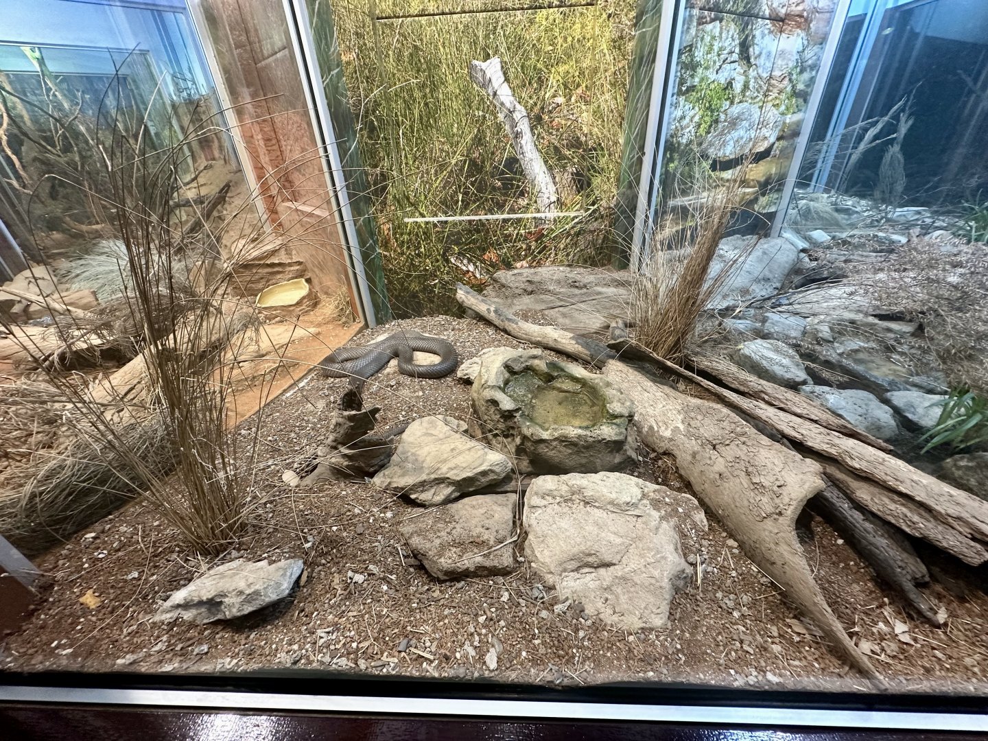 Eastern Brown Snake Exhibit