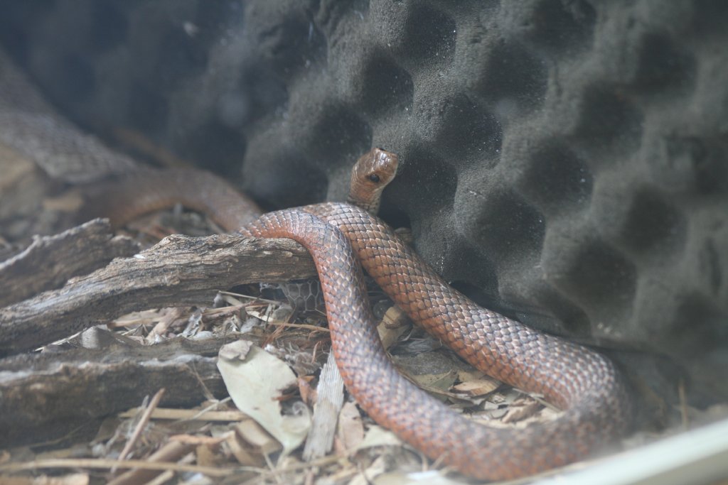 Eastern Brown Snake juvenile