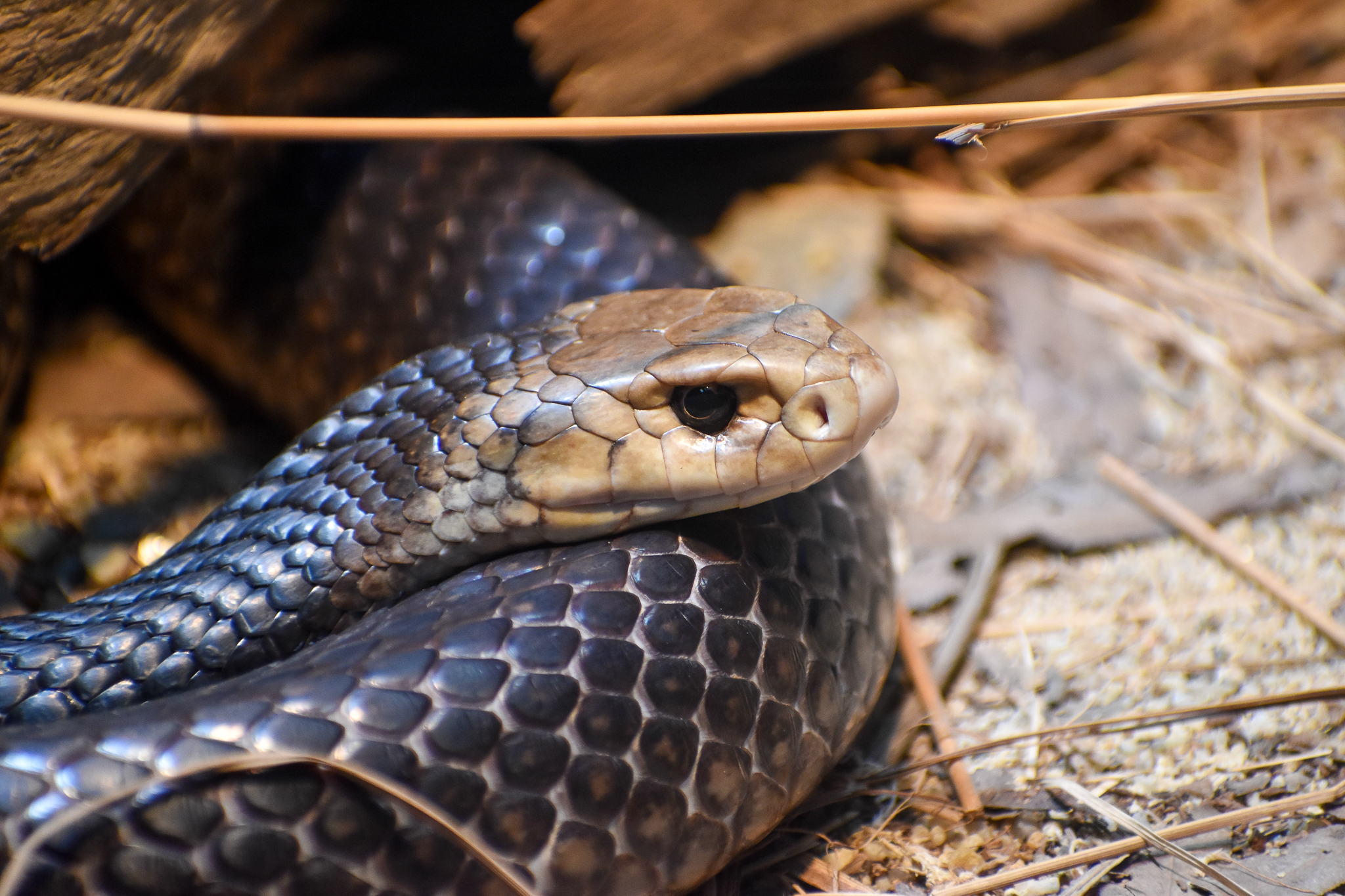 Eastern Brown Snake (Pseudonaia textilis)