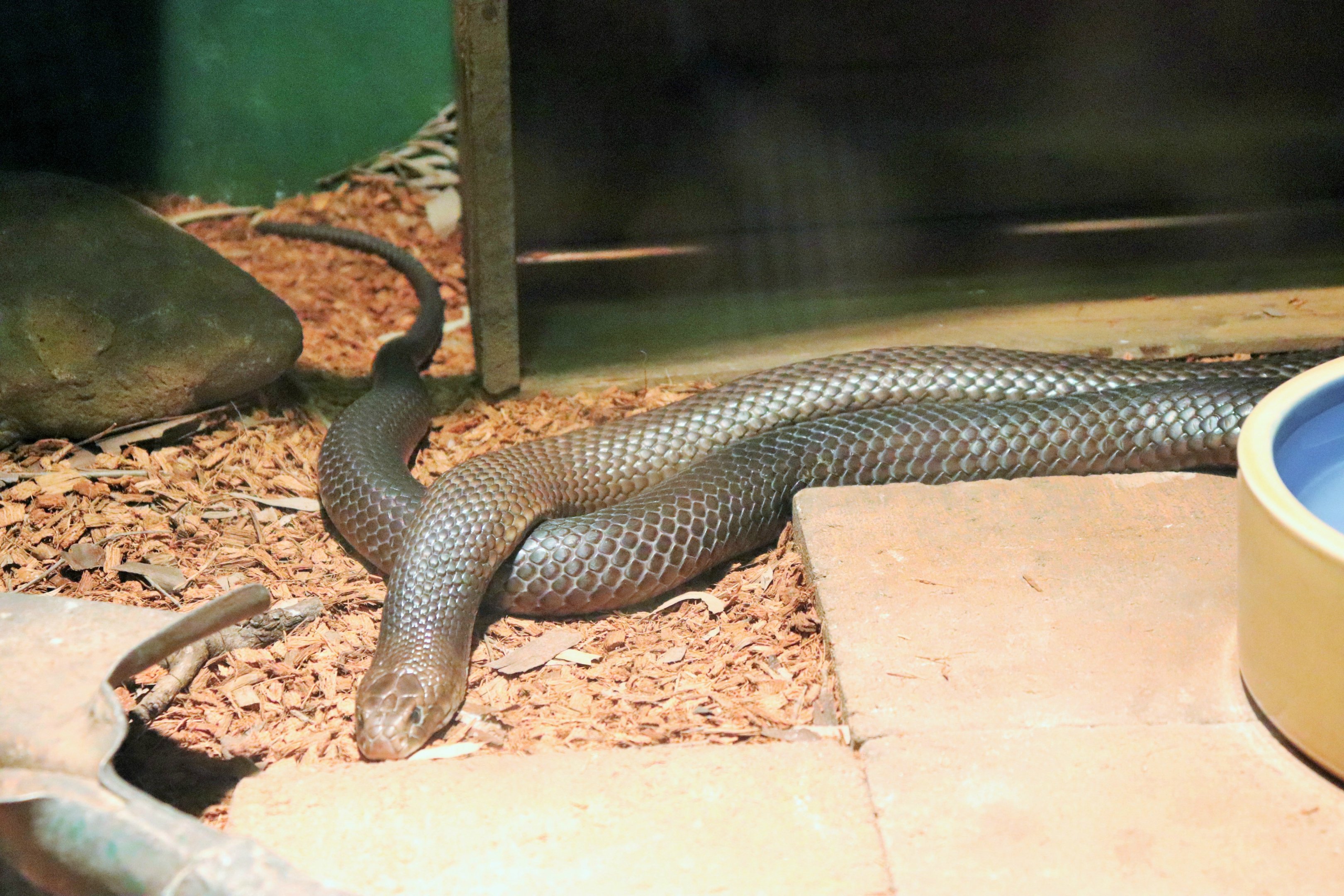 Eastern Brown Snake (Pseudonaja textilis)
