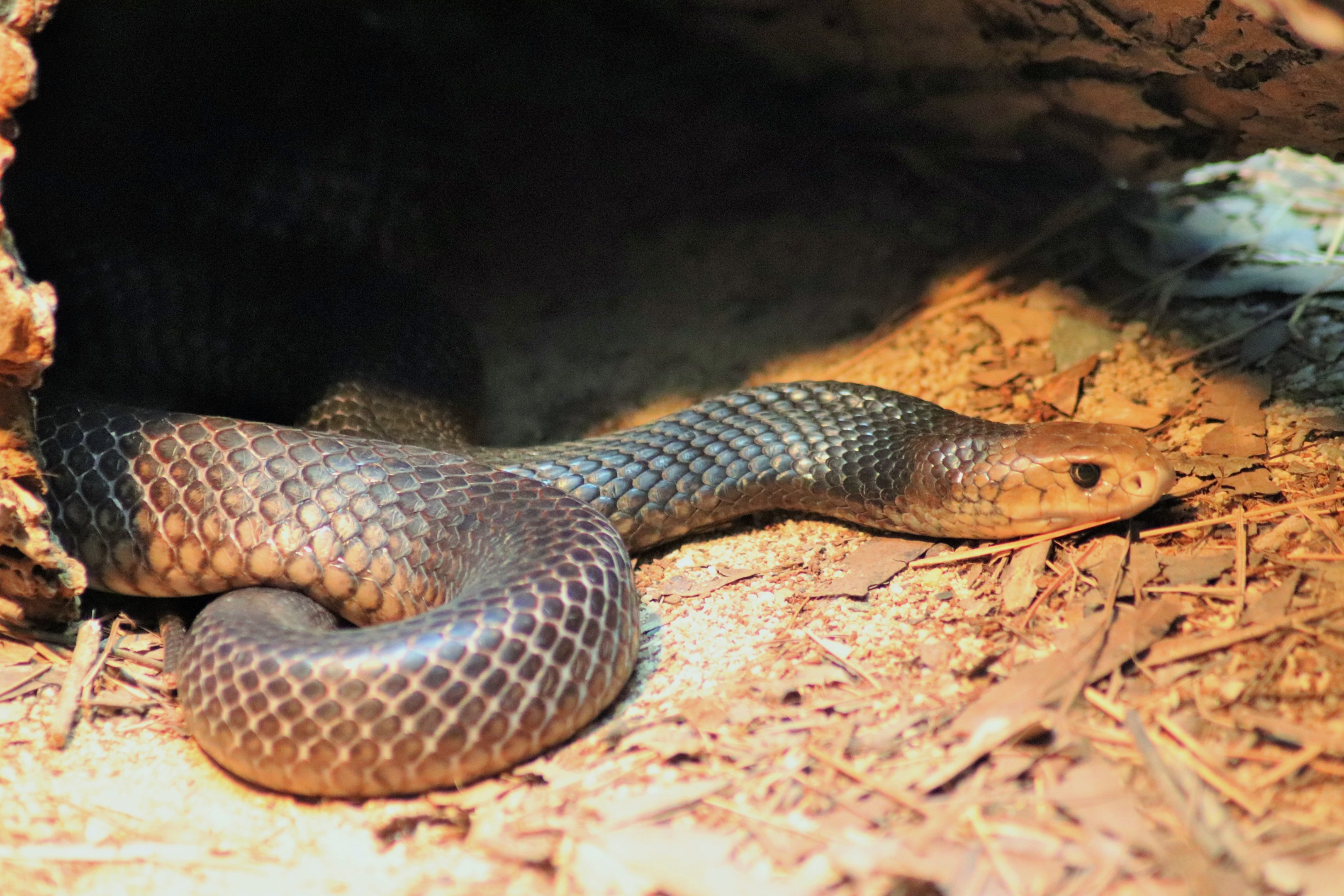 Eastern Brown Snake (Pseudonaja textilis)