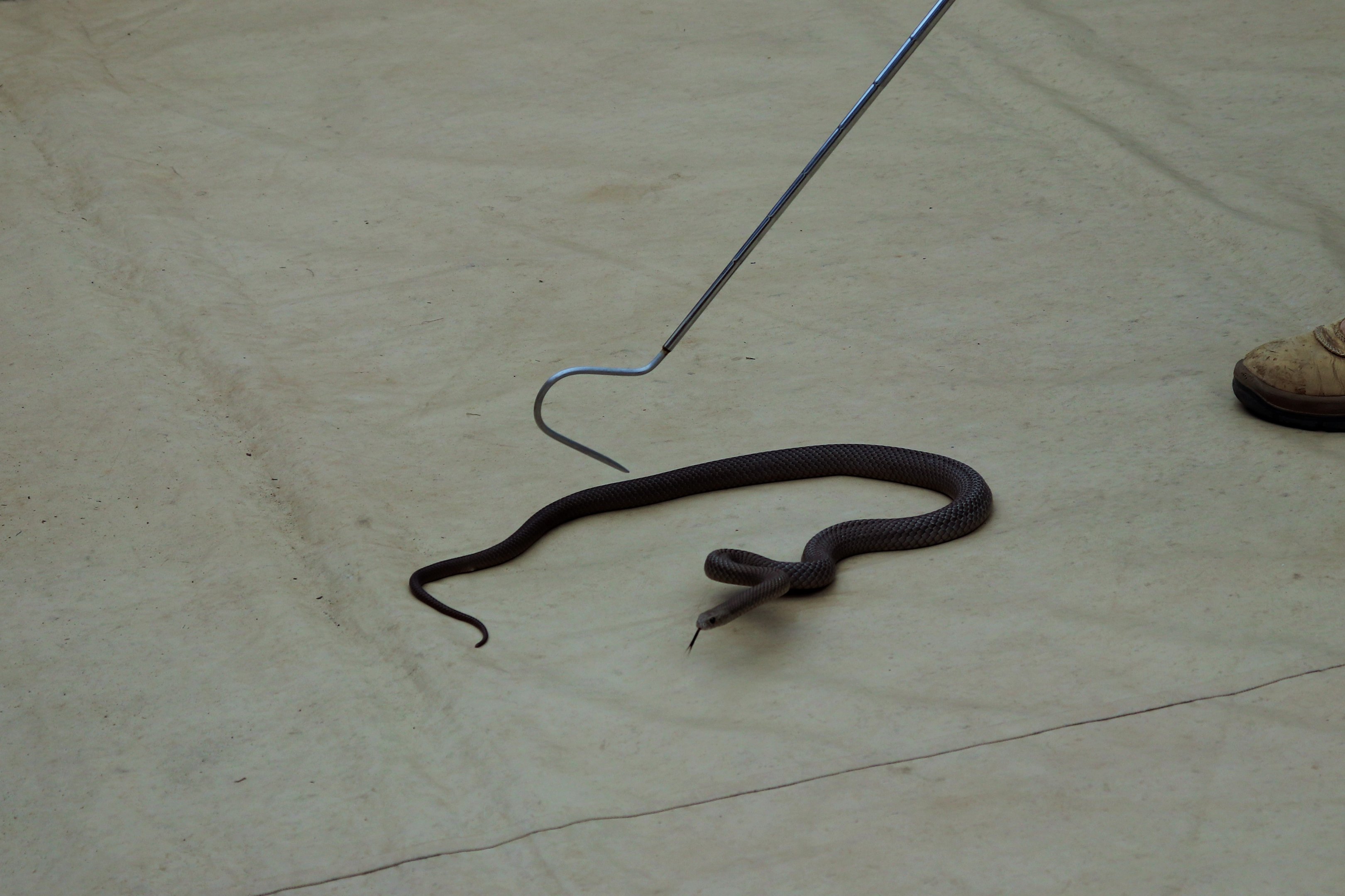 Eastern Brown Snake (Pseudonaja textilis)
