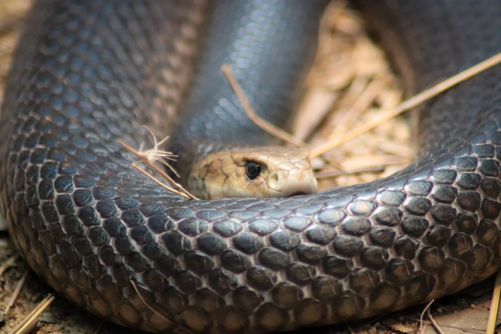 Eastern Brown Snake (Pseudonaja textilis)