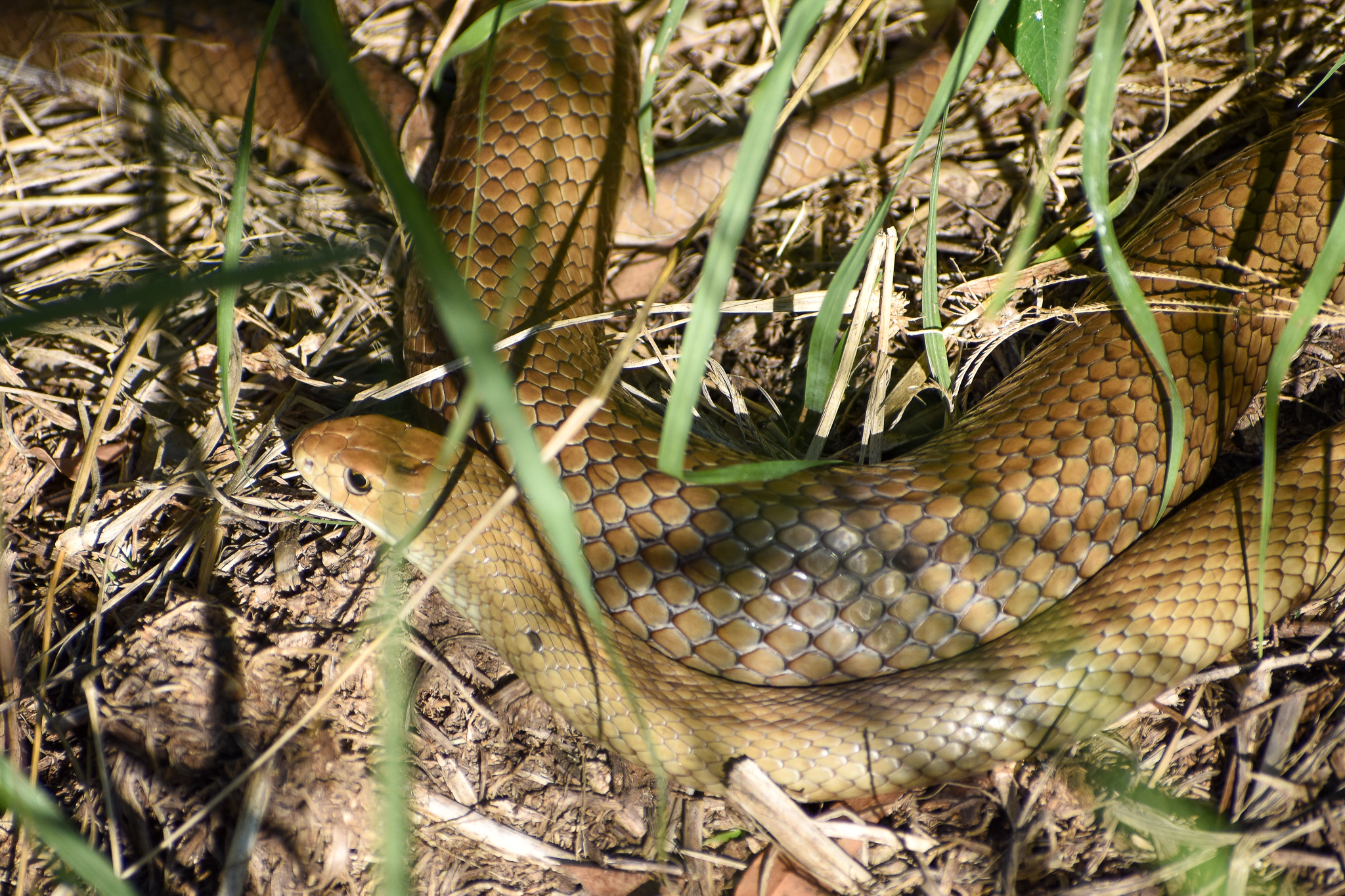 Eastern Brown Snake (Pseudonaja textilis)