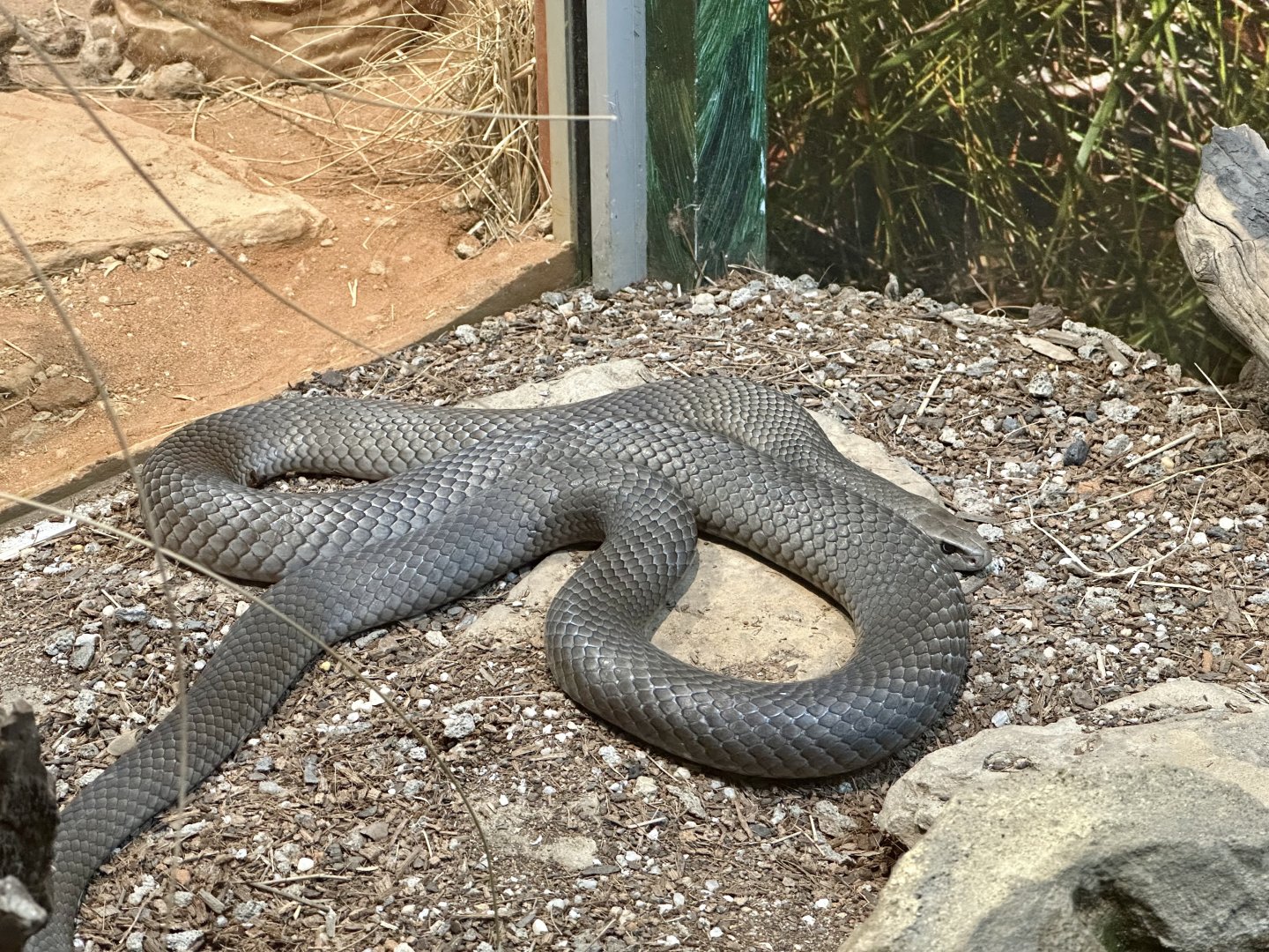 Eastern brown snake (Pseudonaja textilis)