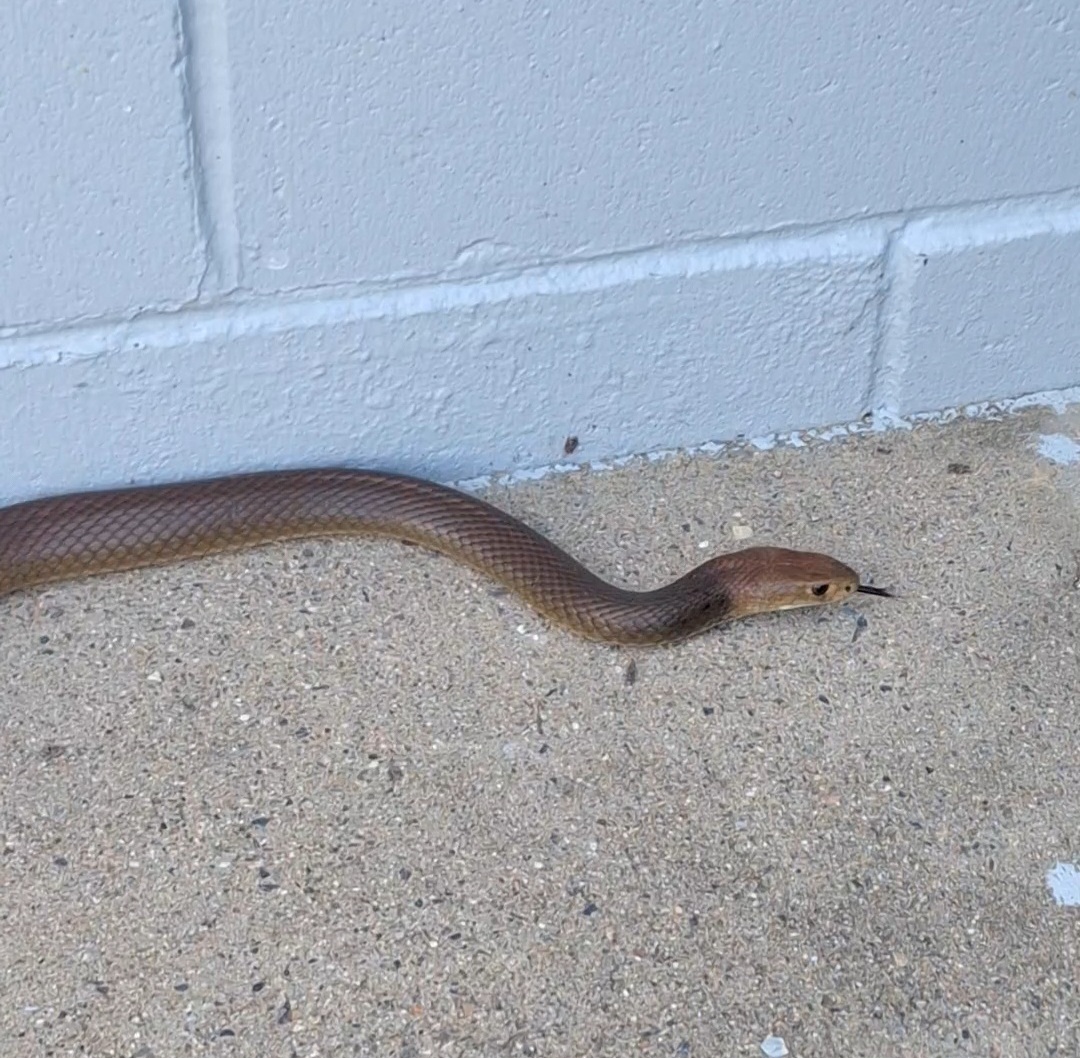 Eastern Brown Snake (Pseudonaja textilis)