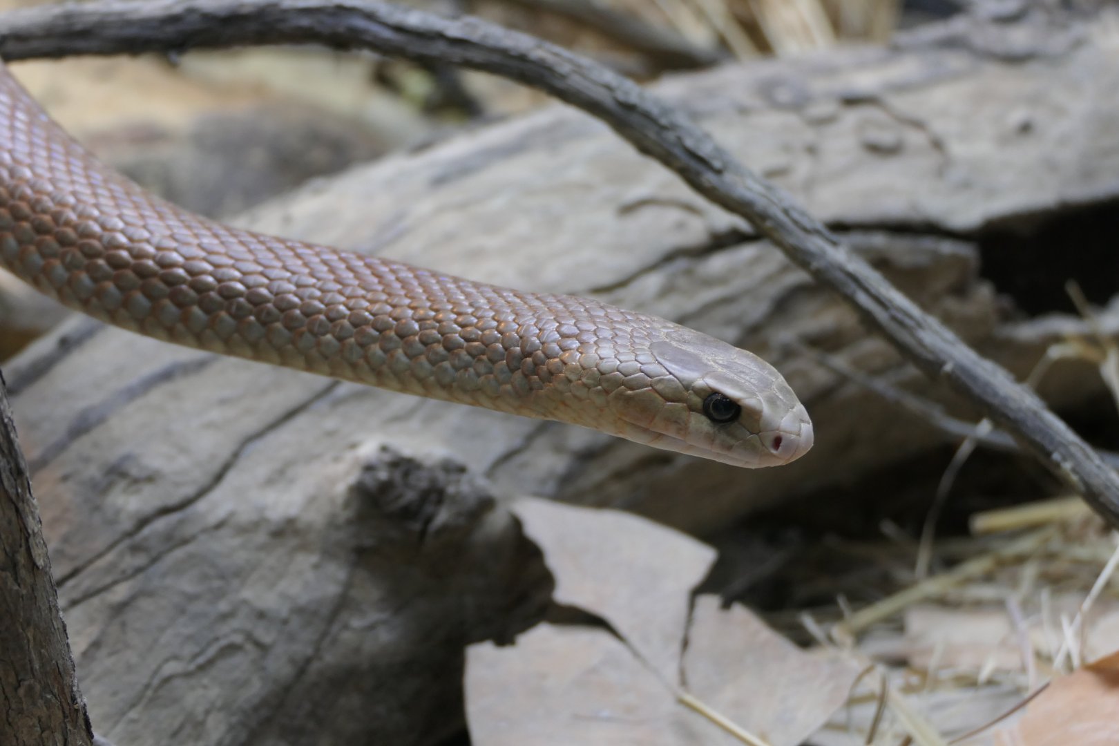 Eastern Brown Snake (Pseudonaja textilis)
