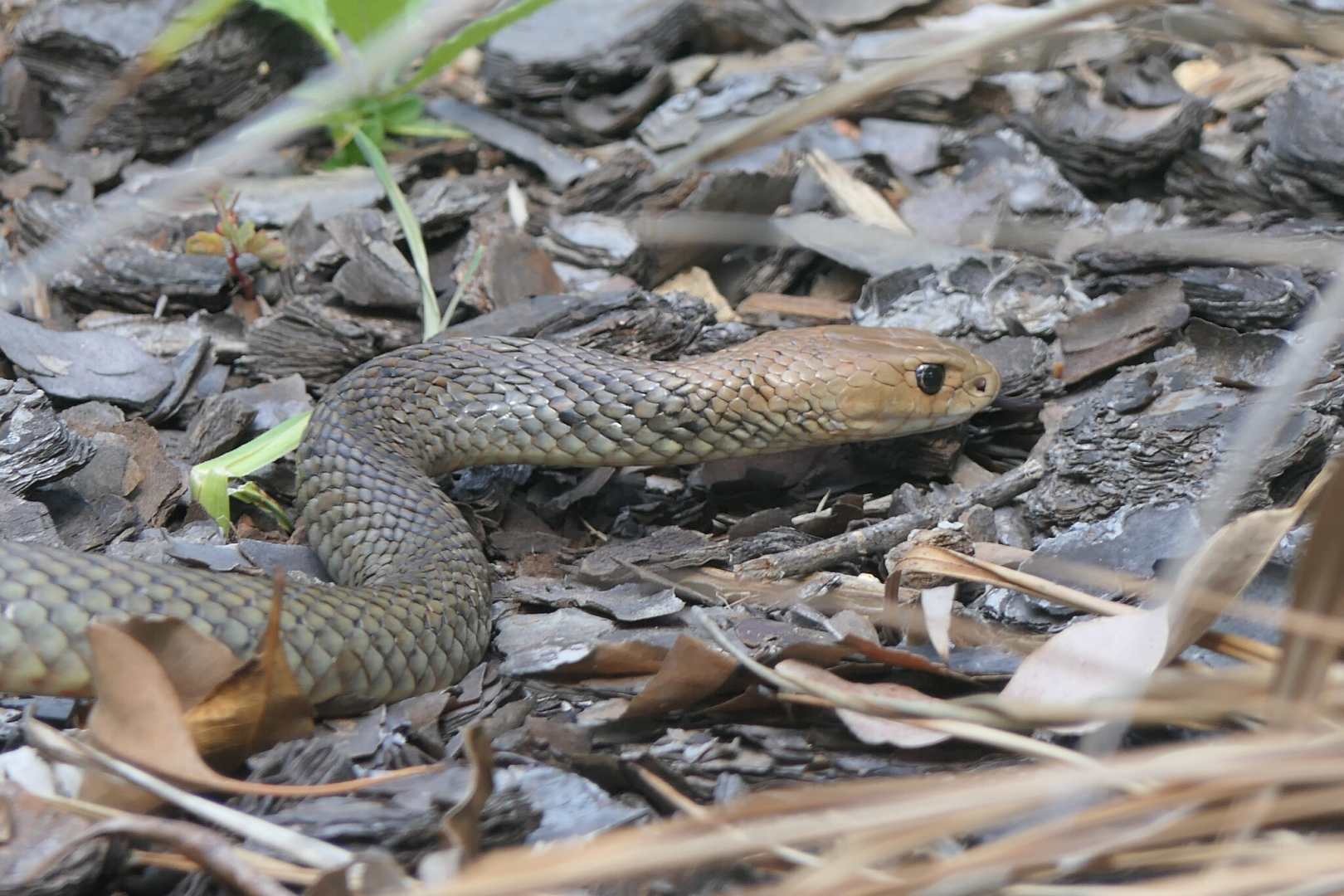 Eastern Brown Snake (Pseudonaja textilis)