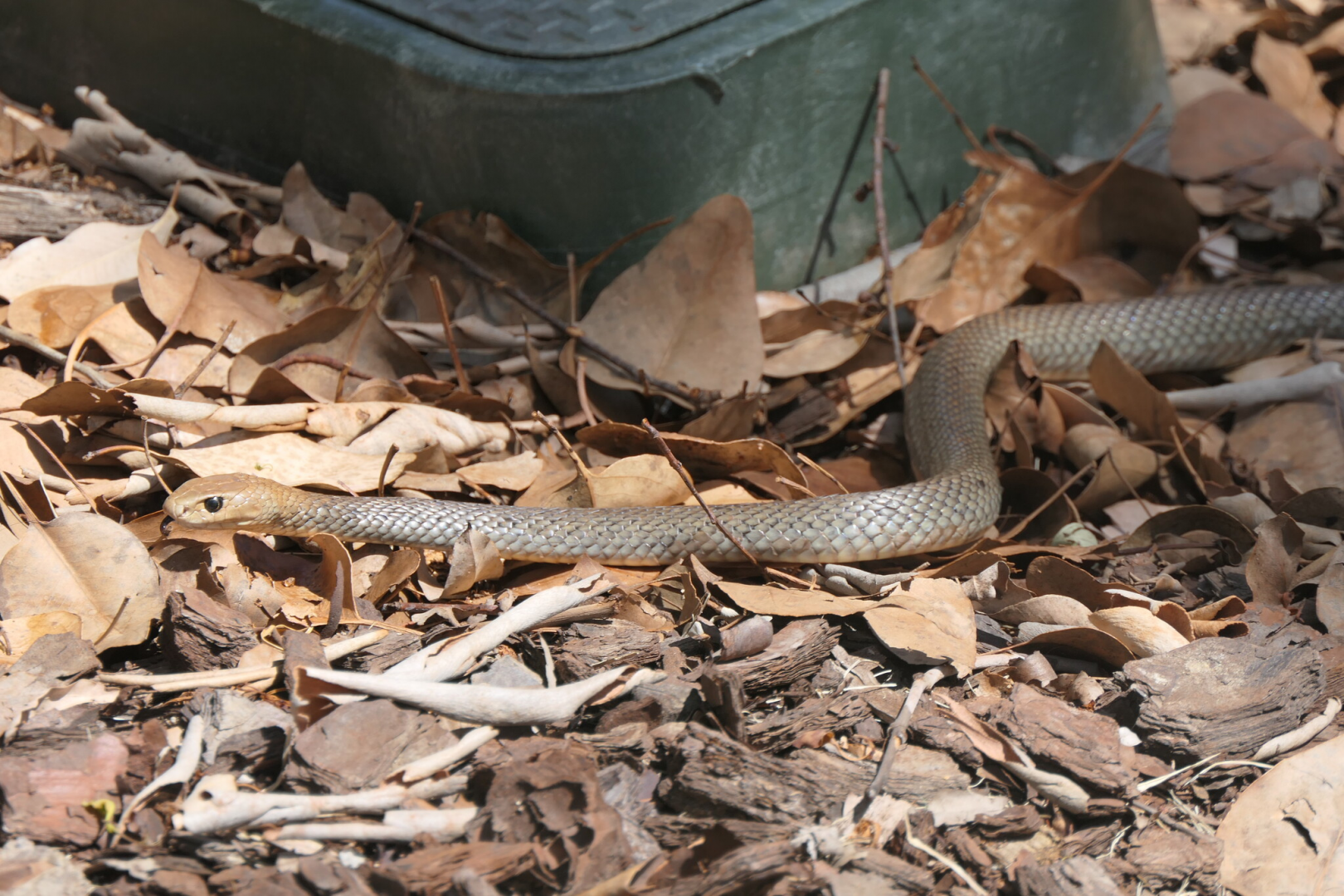 Eastern Brown Snake (Pseudonaja textilis)