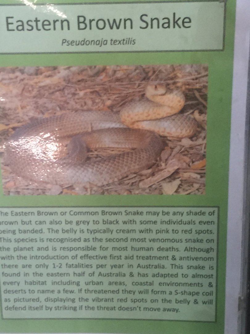 Eastern brown snake signage