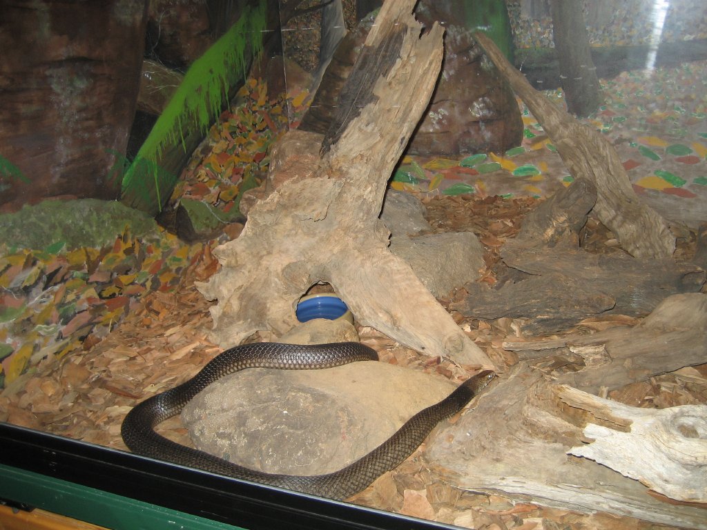 Eastern Brown Snake tank