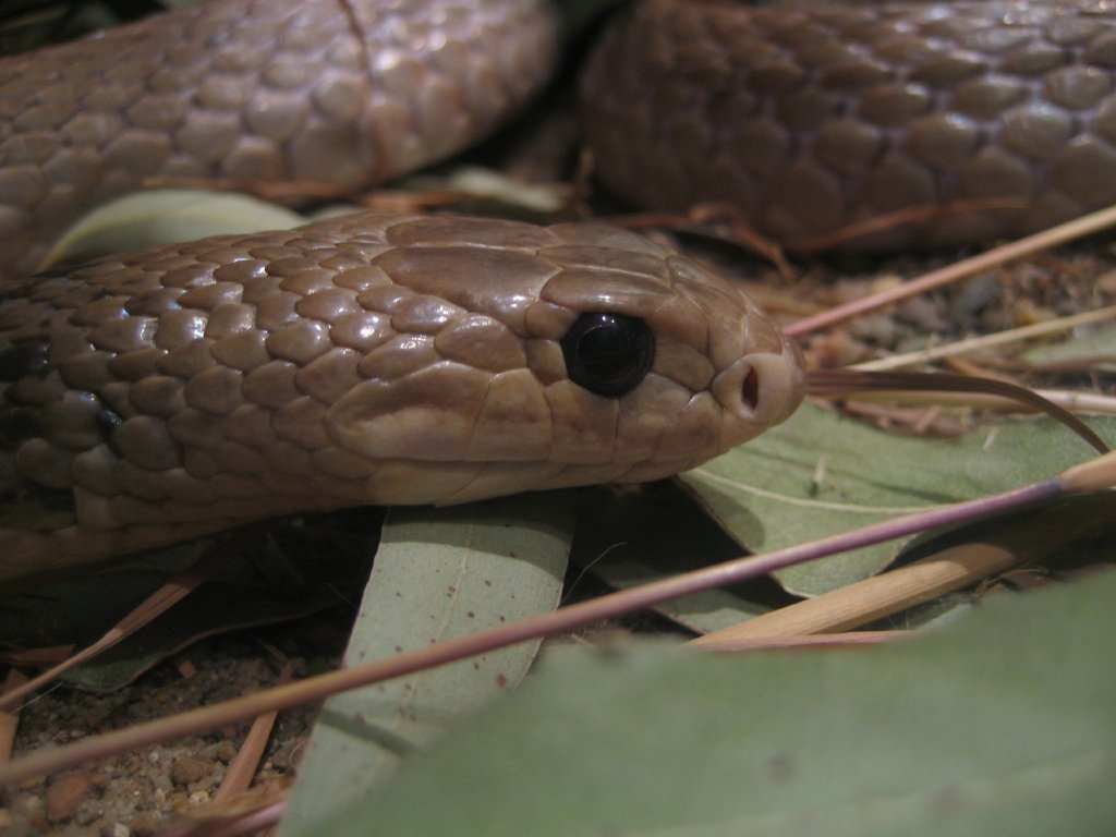 Eastern Brown Snake
