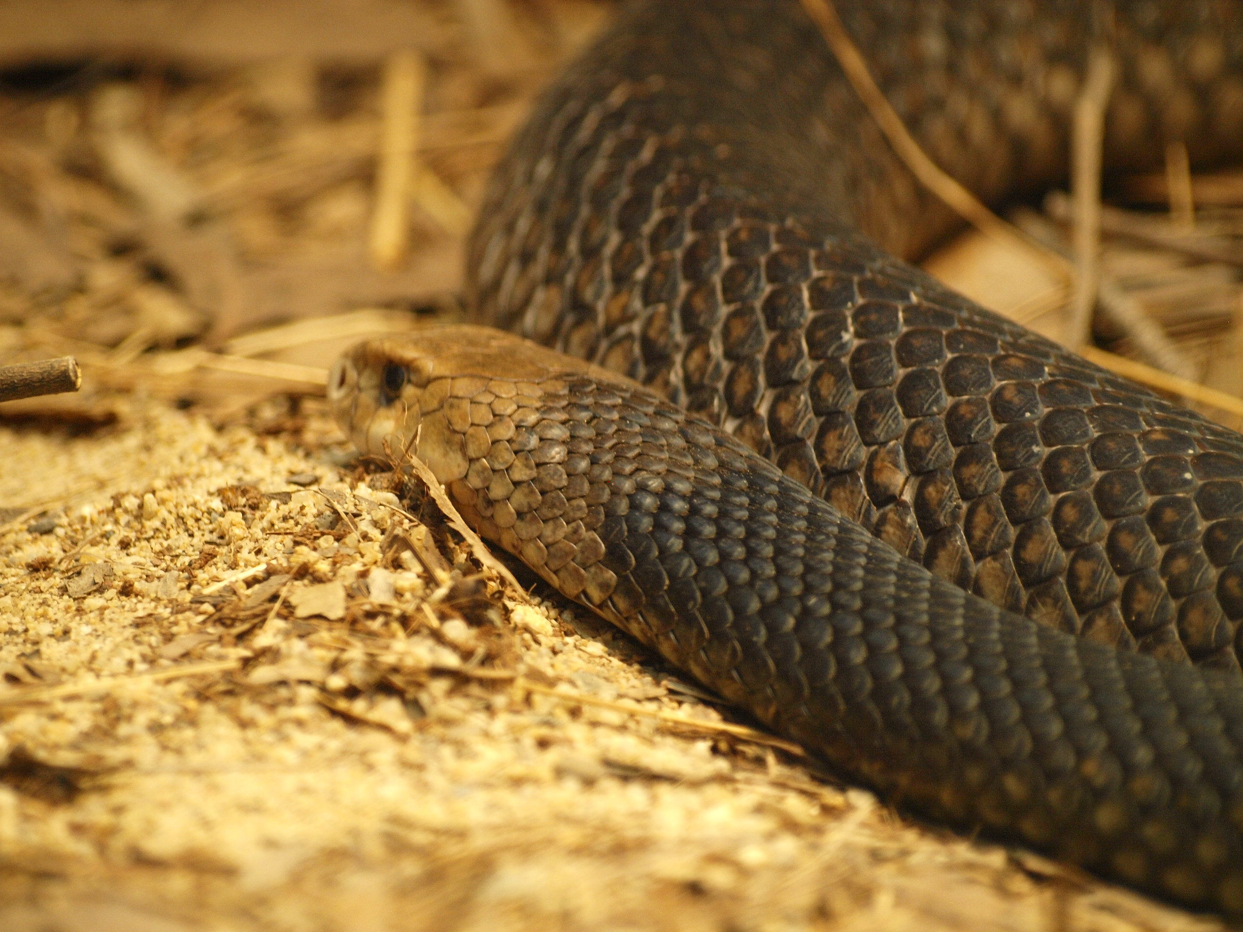Eastern brown snake