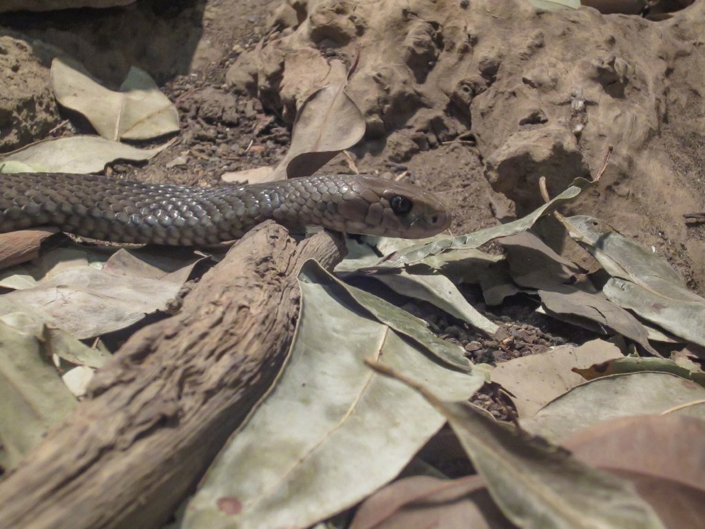 Eastern Brown Snake