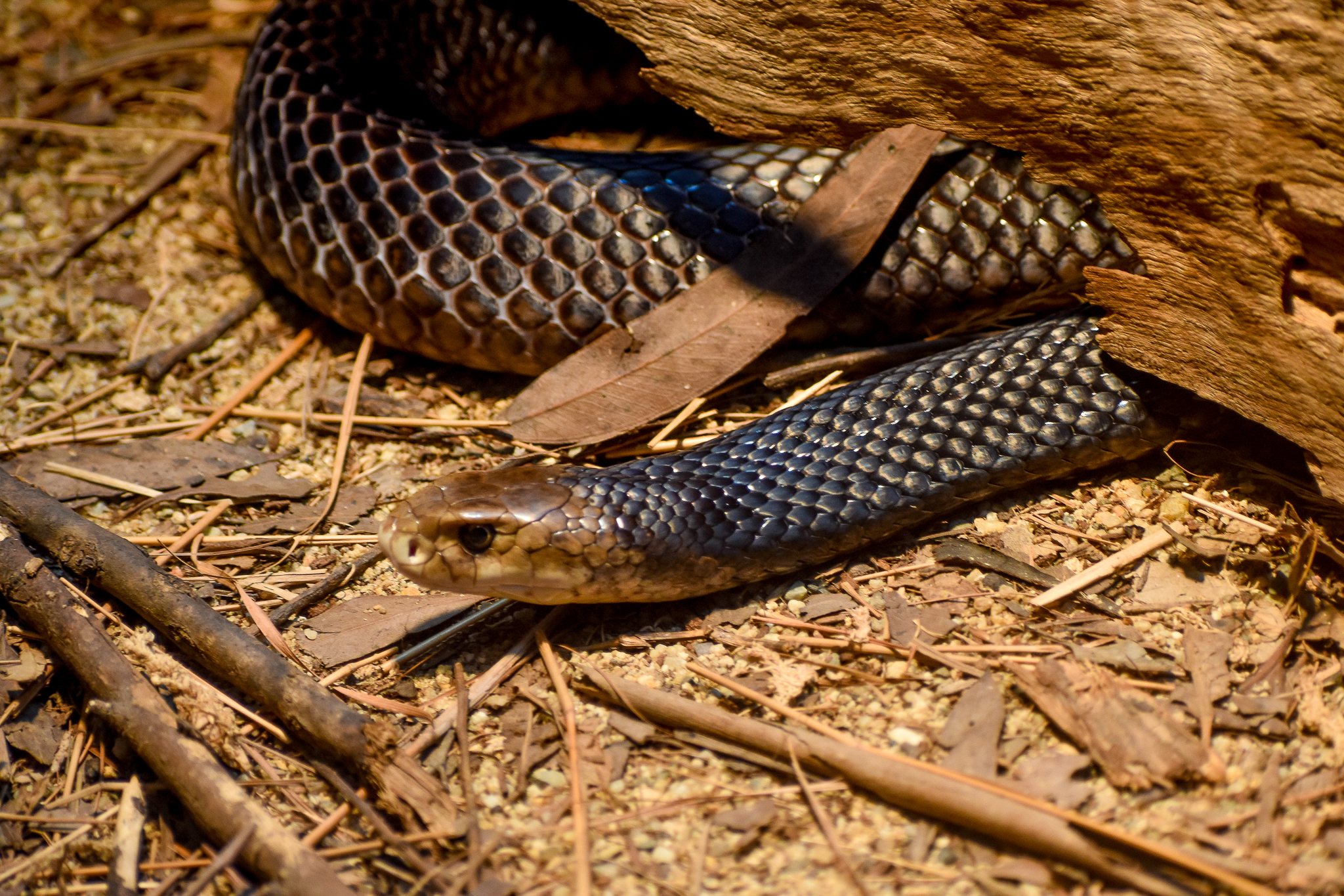 Eastern Brown Snake