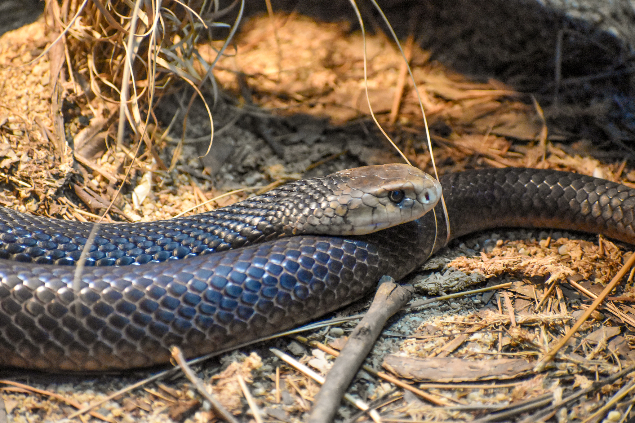 Eastern Brown Snake