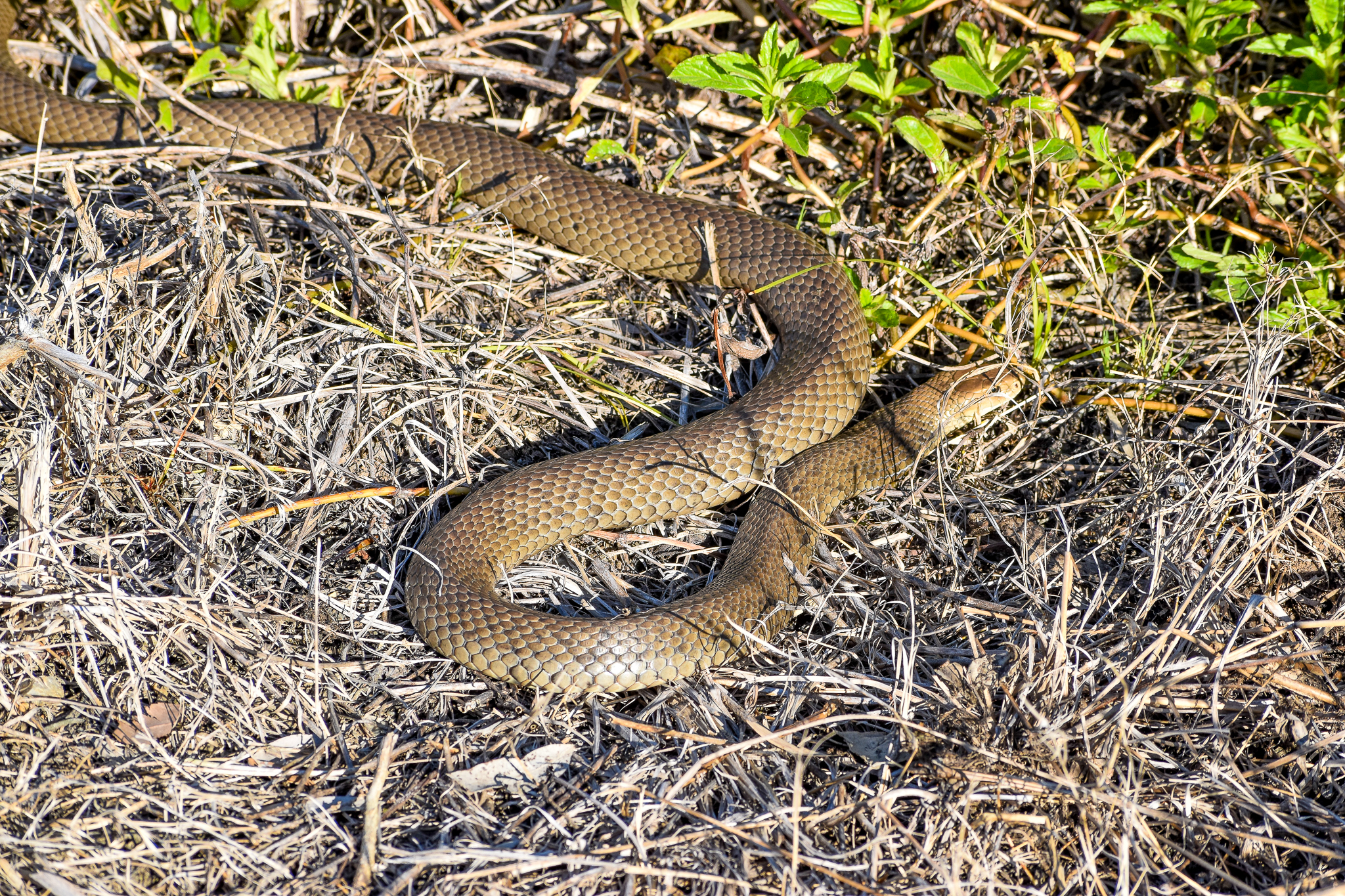 Eastern Brown Snake