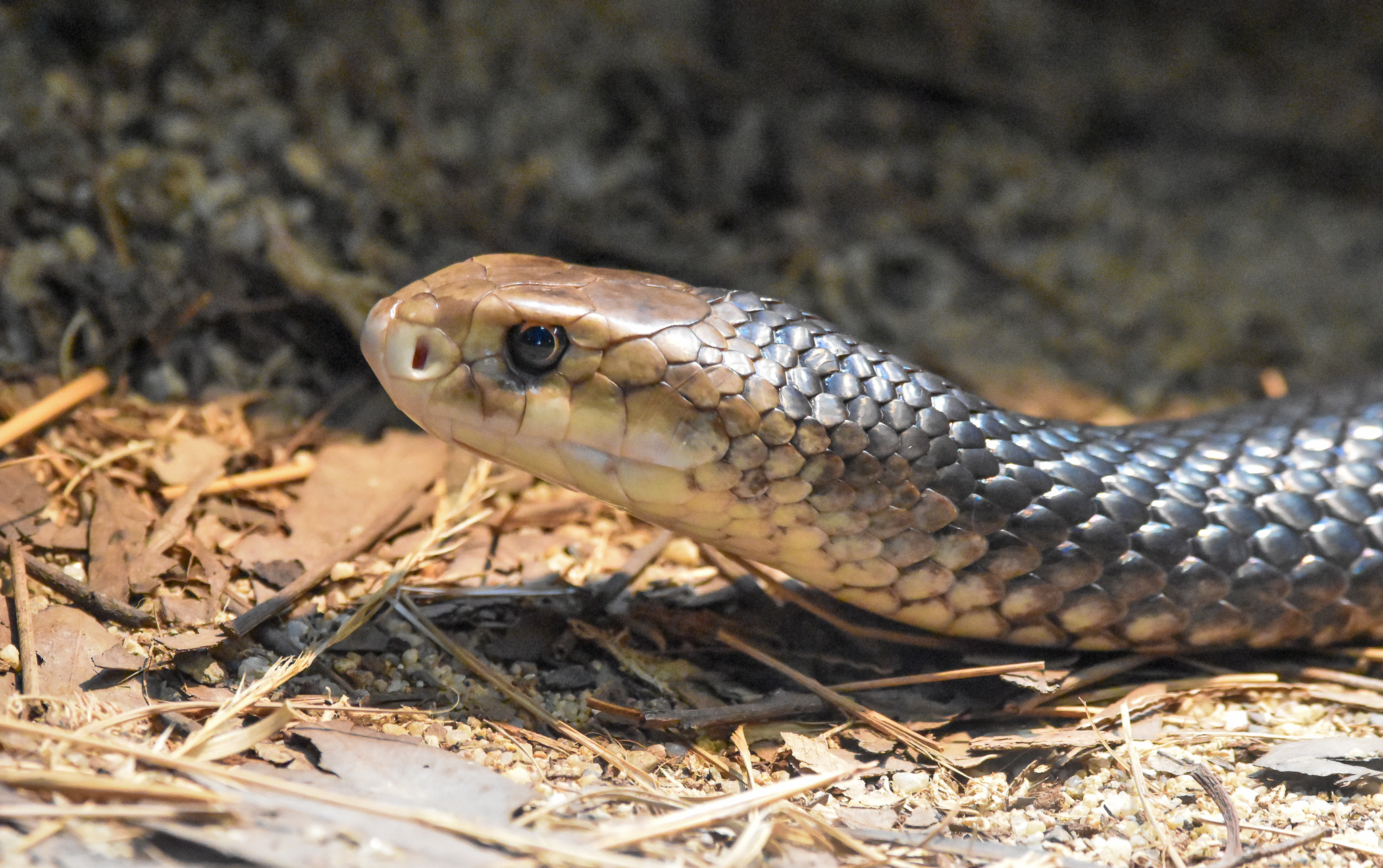 Eastern Brown Snake